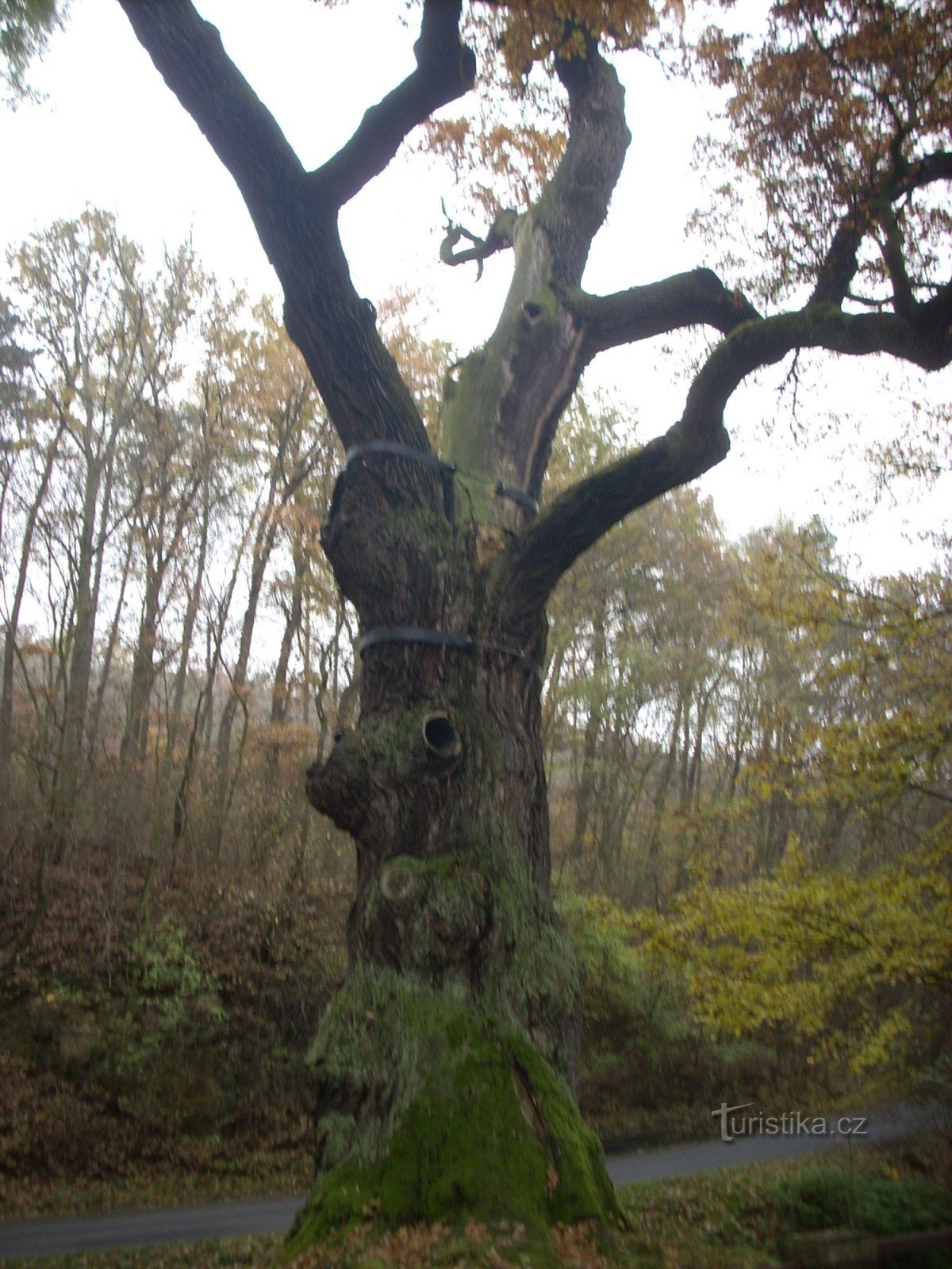 Oldřich's oak