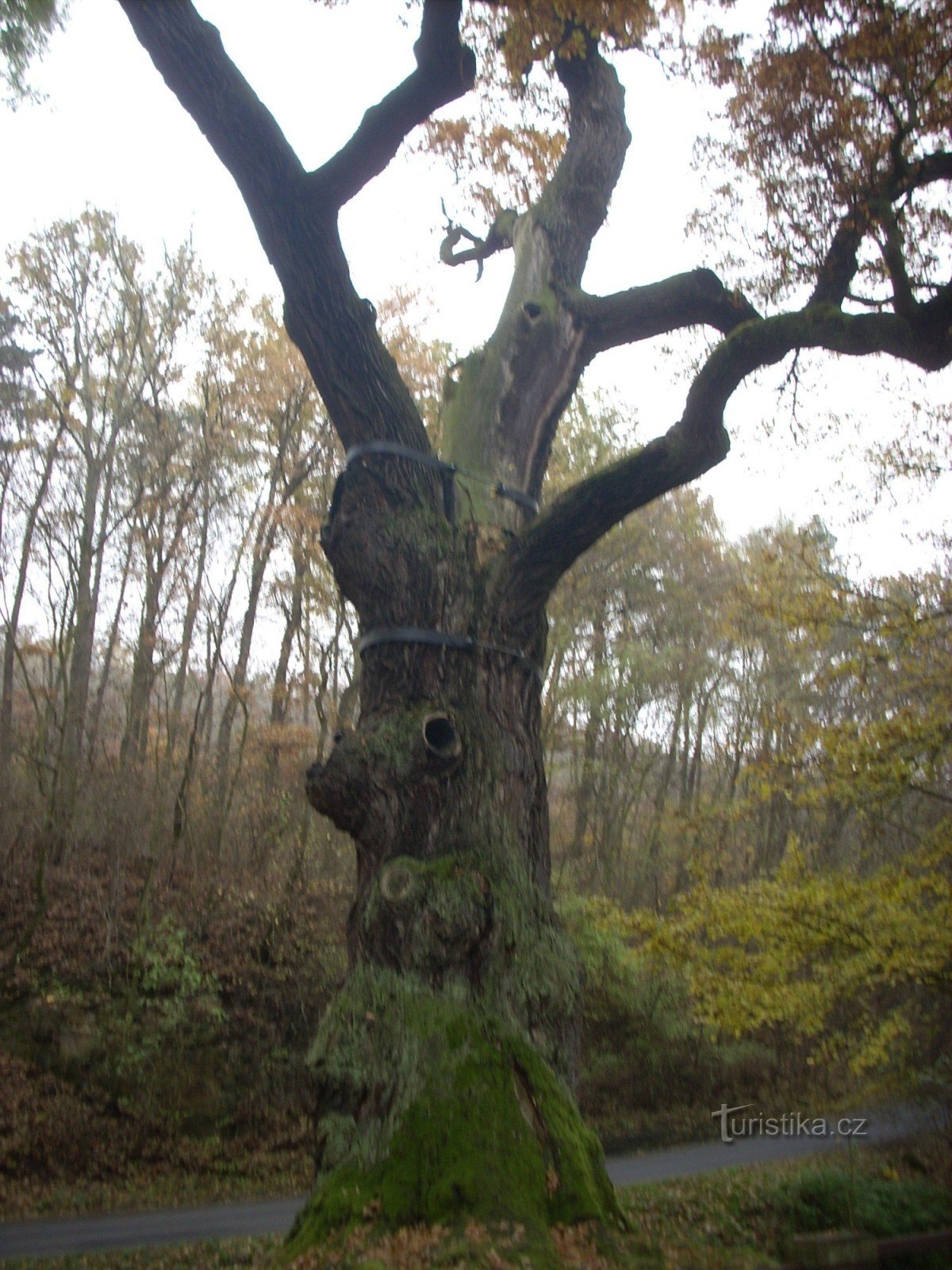 Roble de Oldrich