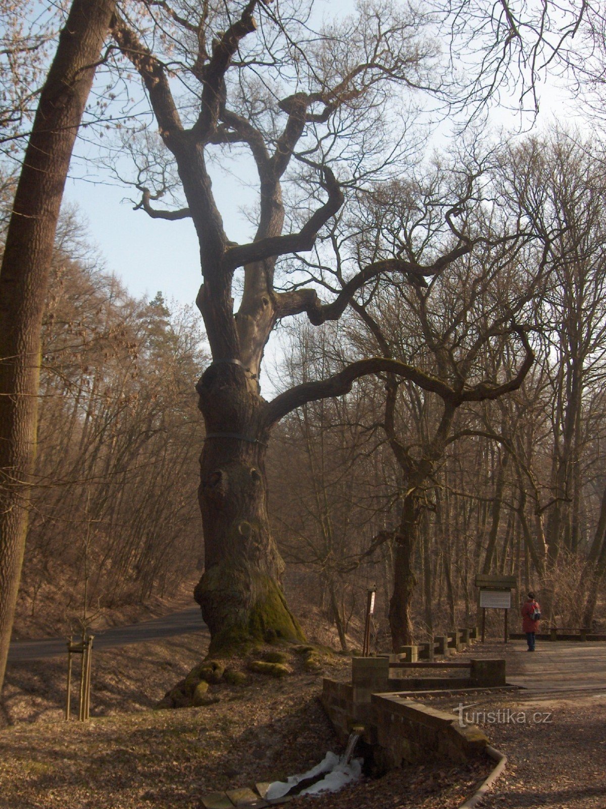 La quercia di Oldřich