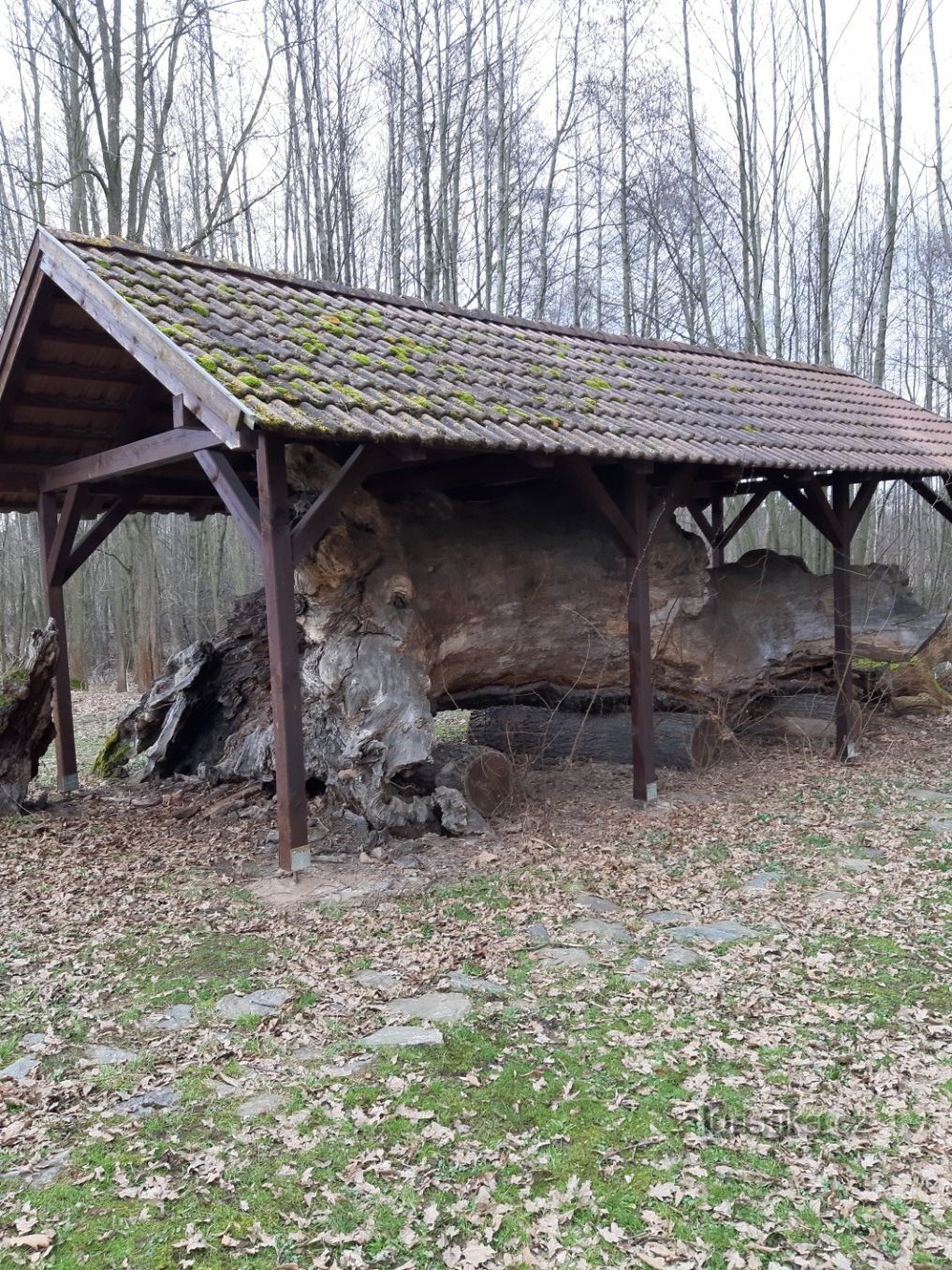 Oldříšsky oak