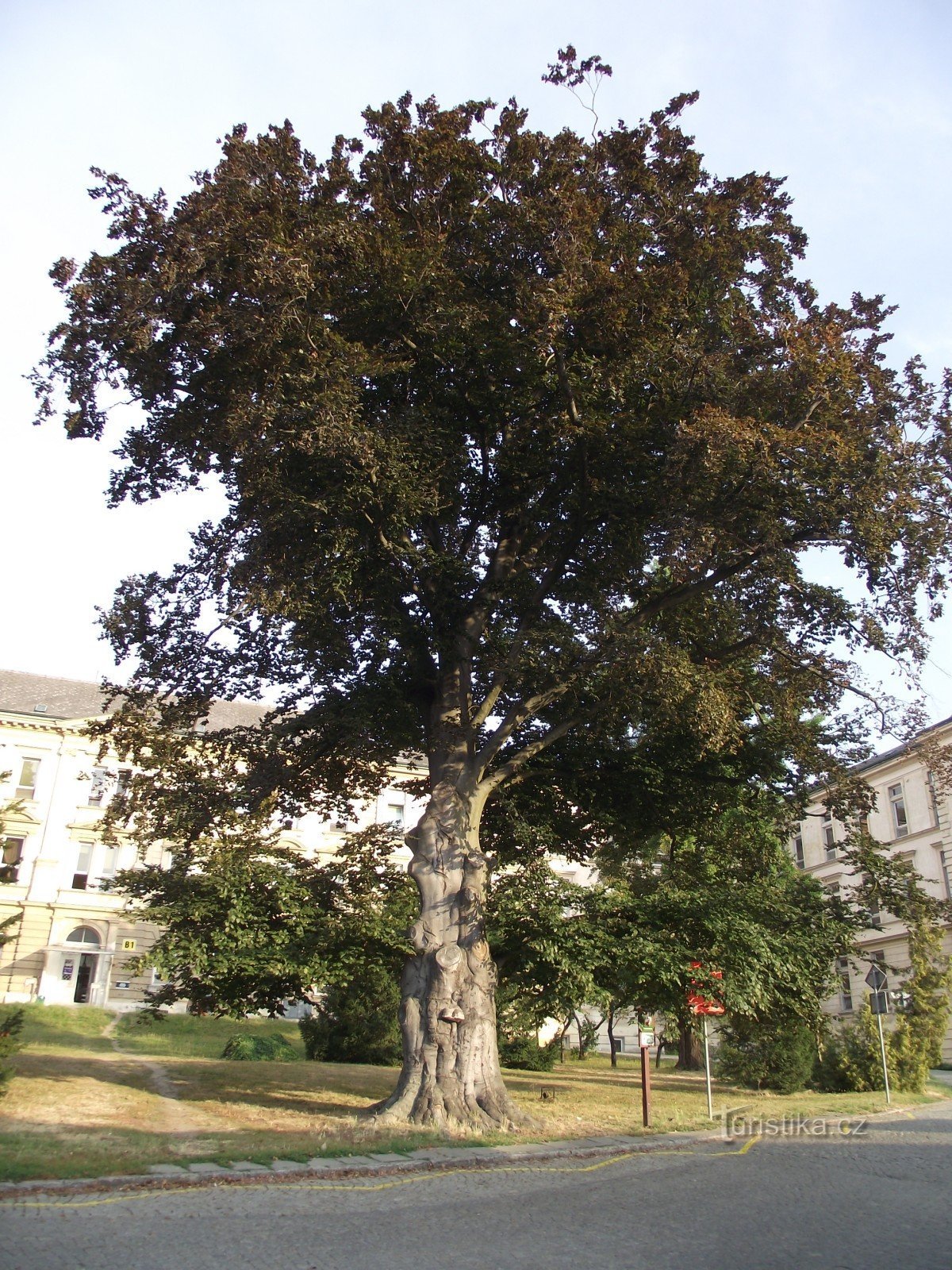 Olomouc - cây sồi tưởng niệm (gần cổng cũ của bệnh viện đại học)