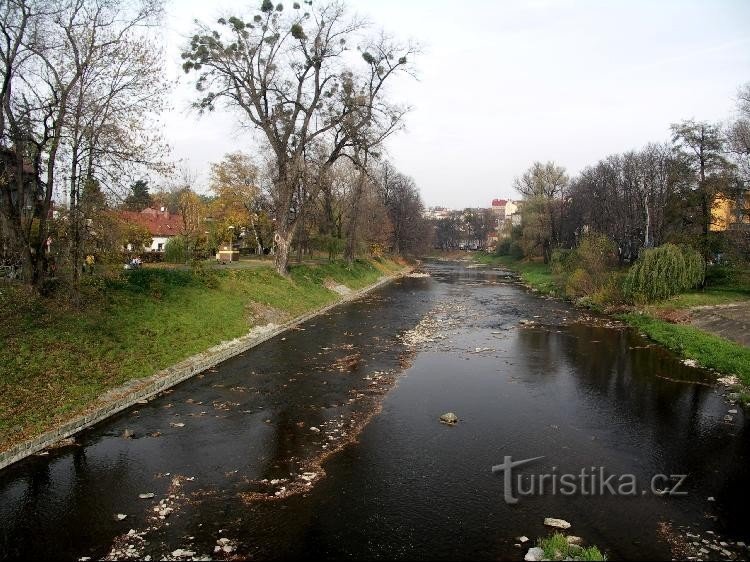 Alder in Český Těšín