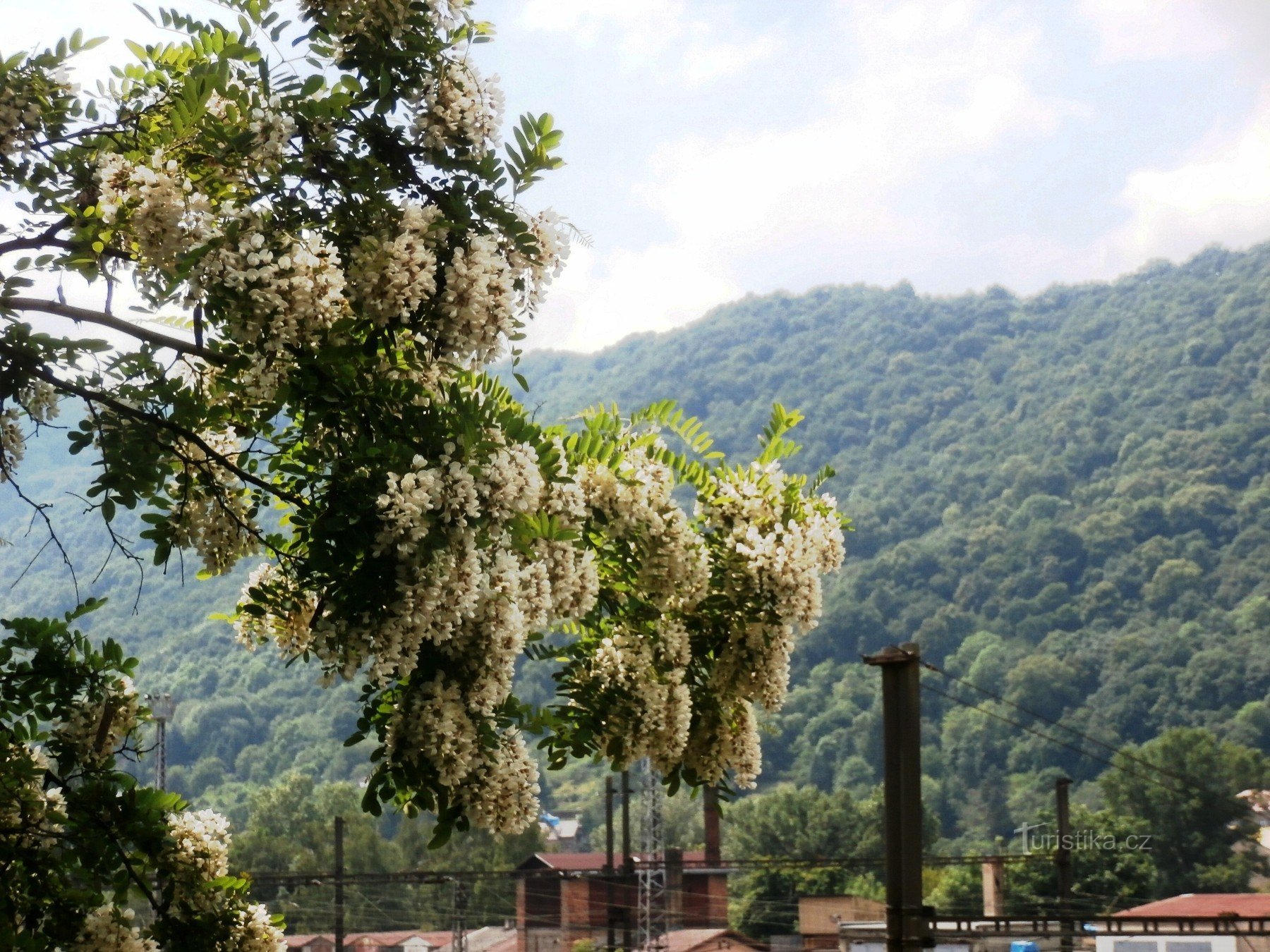 The intoxicating scent of acacias...