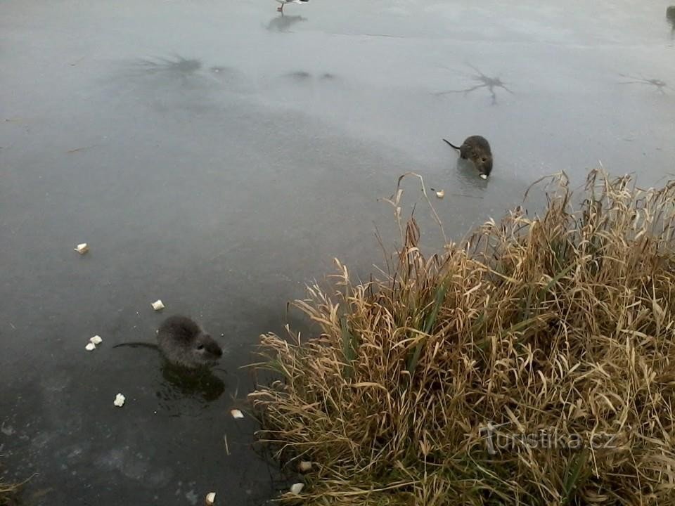 Ratos almiscarados em Kyjské rybník