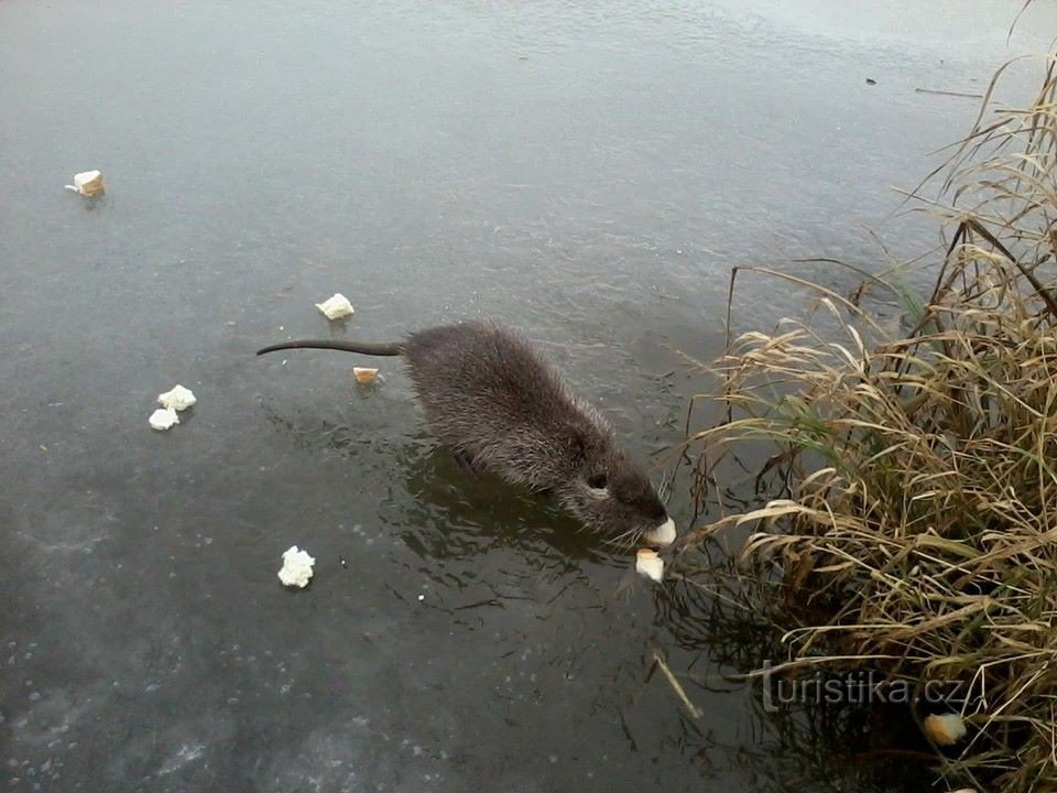 Ratos almiscarados em Kyjské rybník