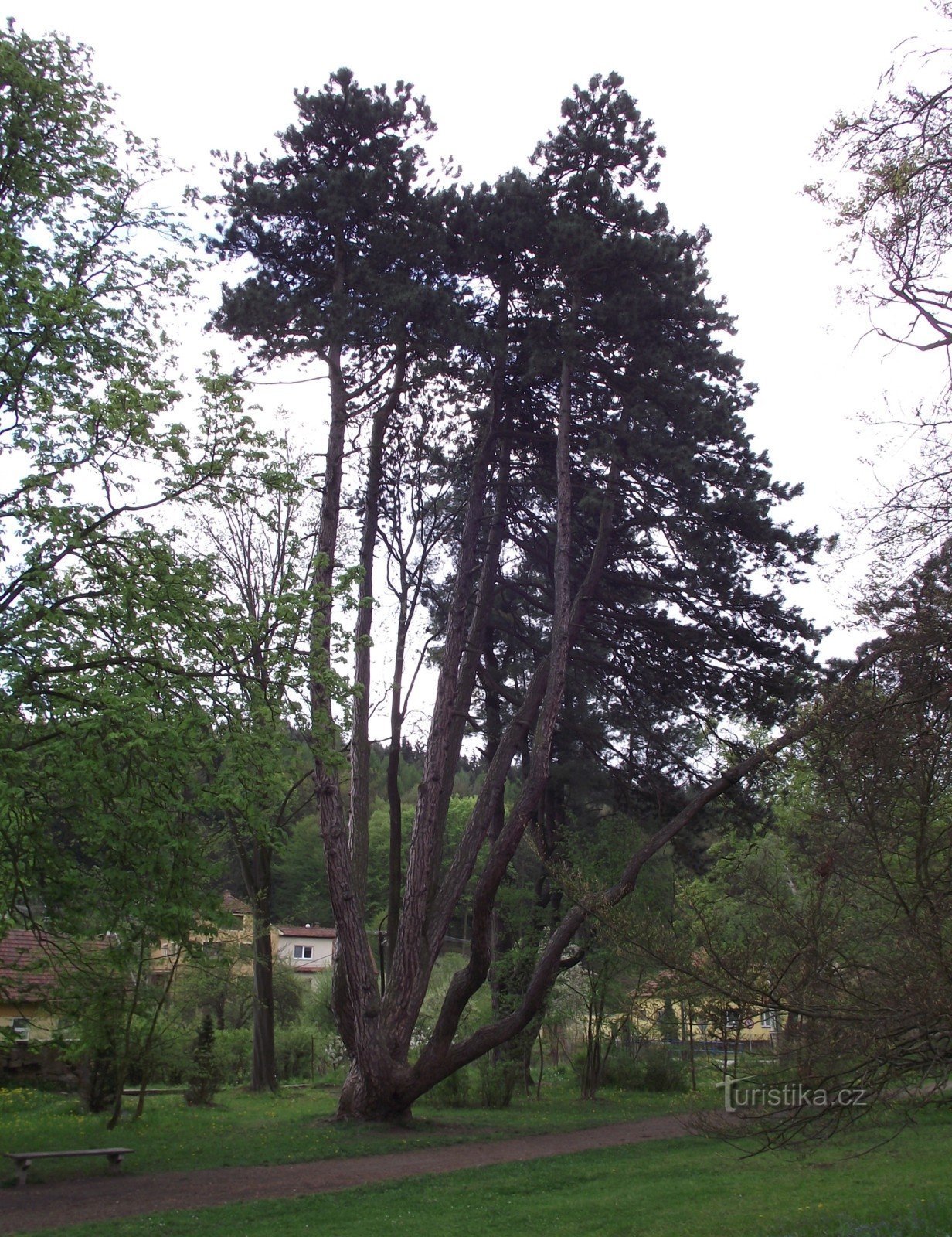 Opatovicka fenyő