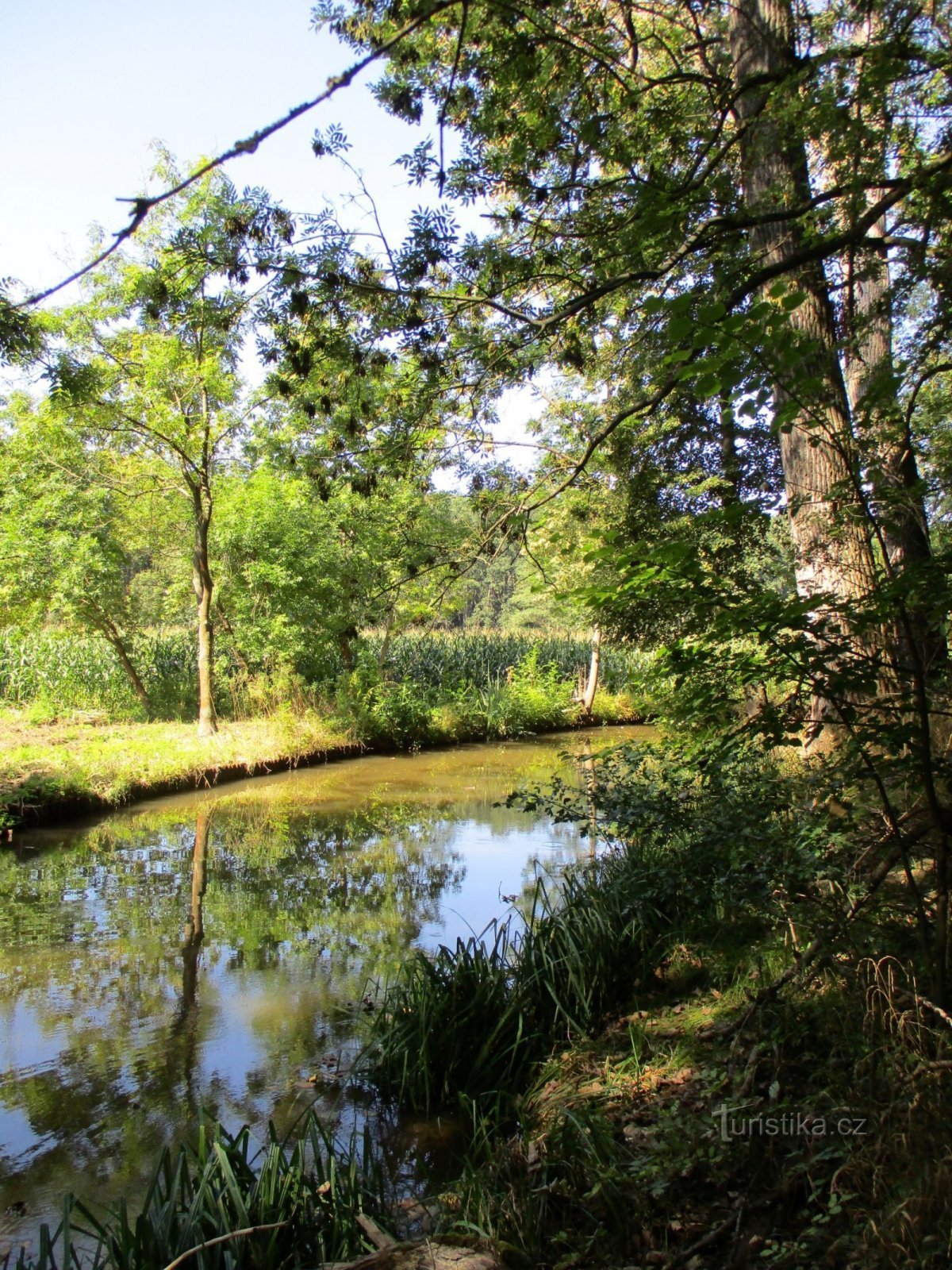 Opatovice-kanalen nära Šviholce (Lázně Bohdaneč, 9.9.2020/XNUMX/XNUMX)