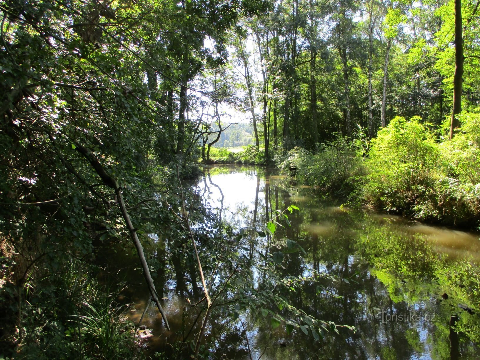 Canal d'Opatovice derrière les étangs d'Ostric (Lázně Bohdaneč, 9.9.2020/XNUMX/XNUMX)