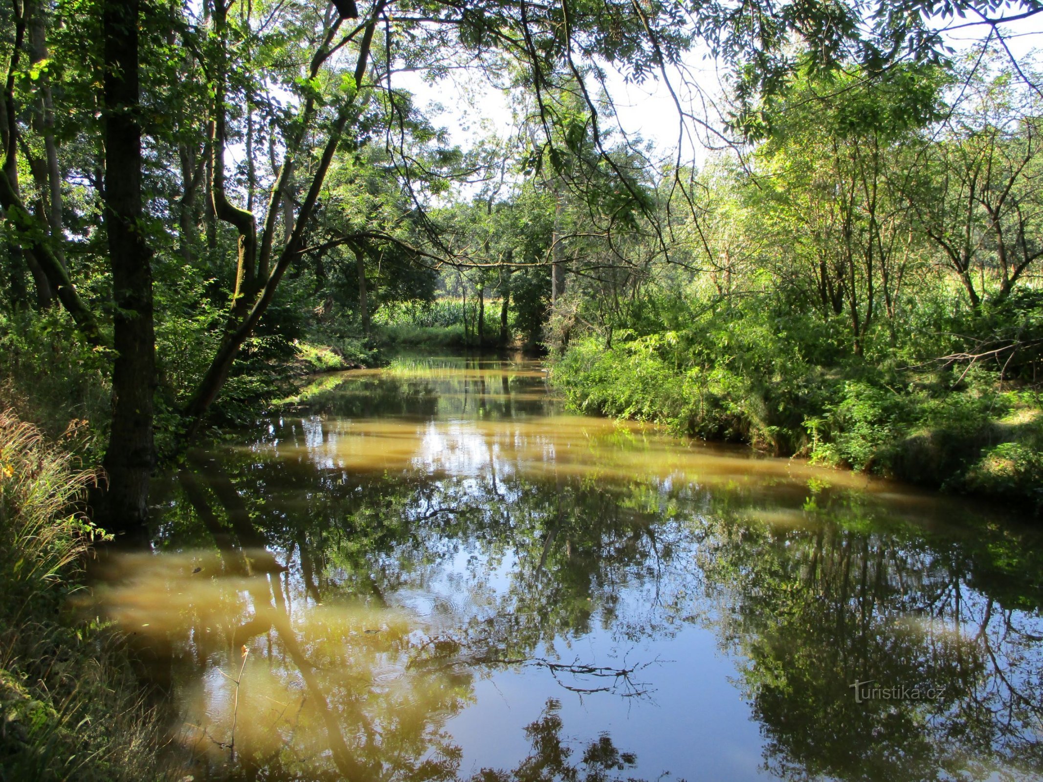 Canal Opatovice detrás de los estanques Ostric (Lázně Bohdaneč, 9.9.2020/XNUMX/XNUMX)