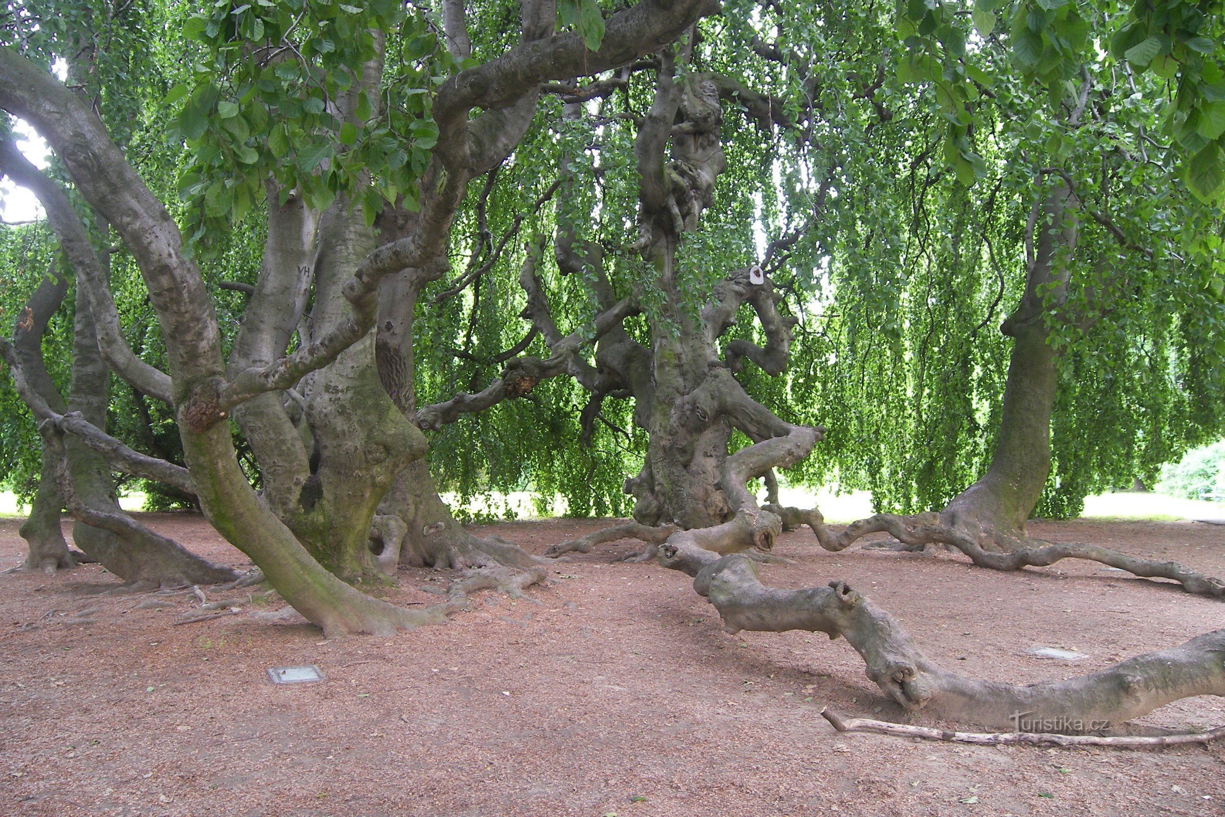 PĂDURĂ DE MAIMUȚE-FAGI