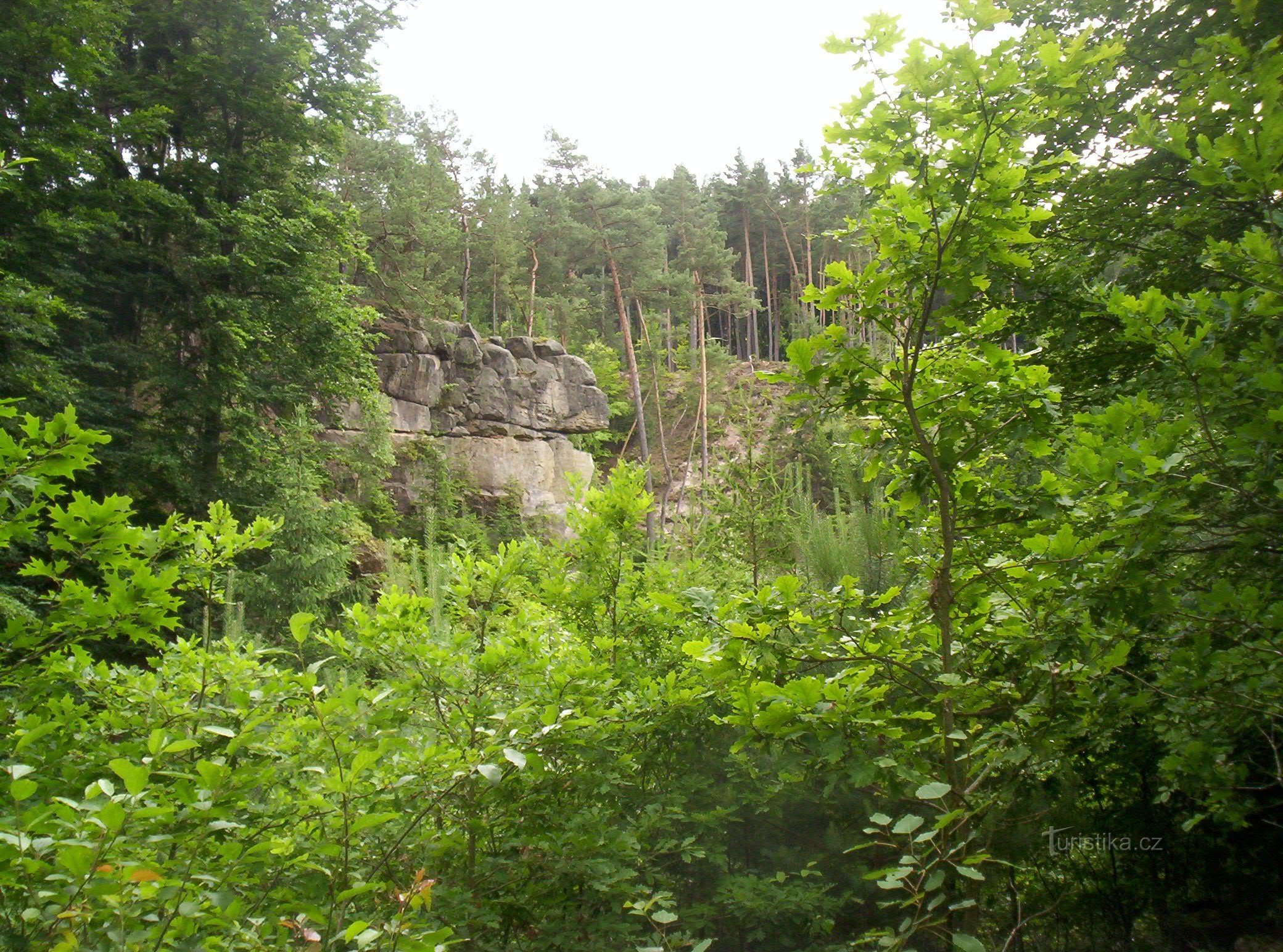 cabeça de macaco