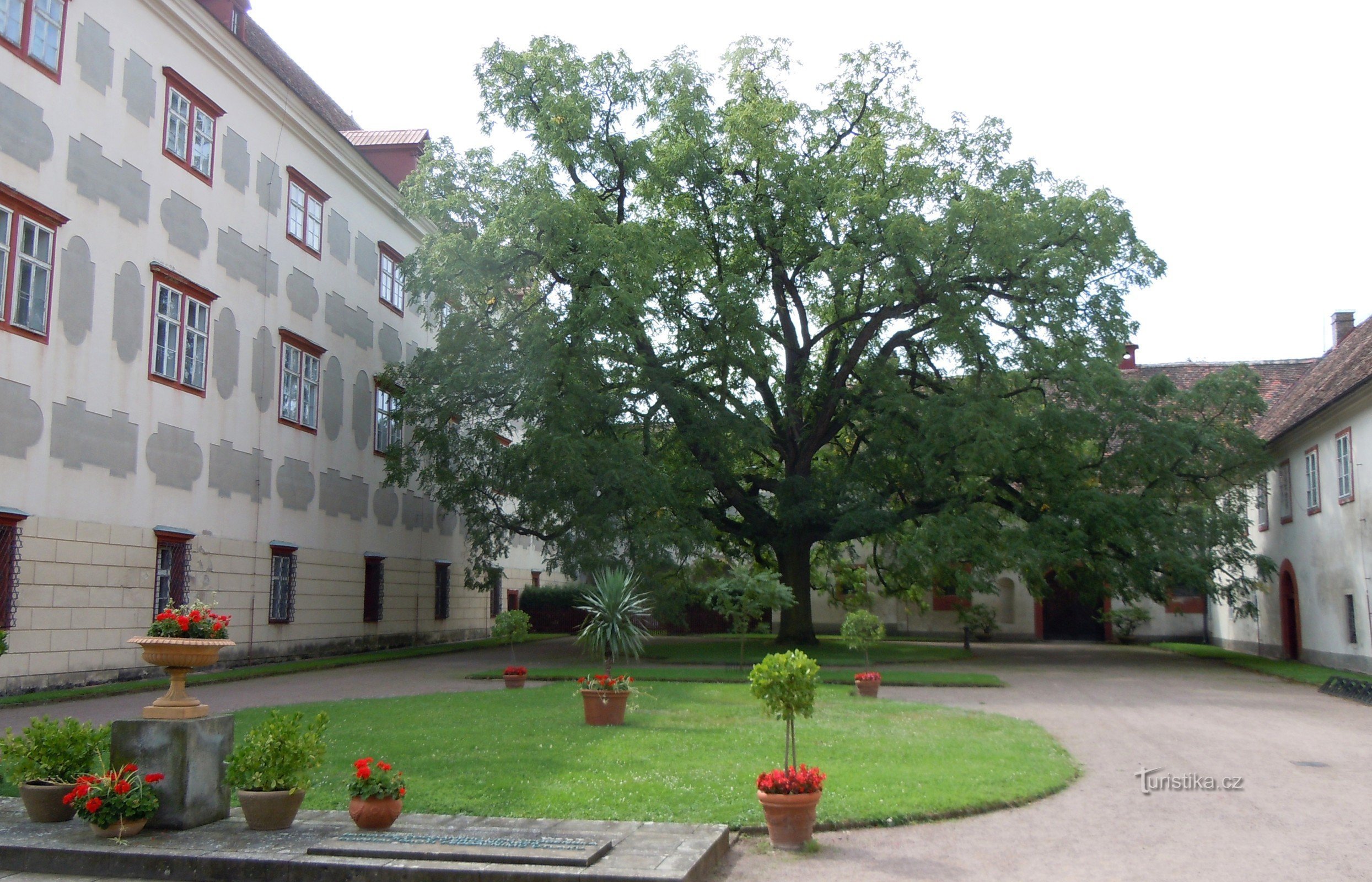 Opočno - uma nogueira preta no pátio do castelo