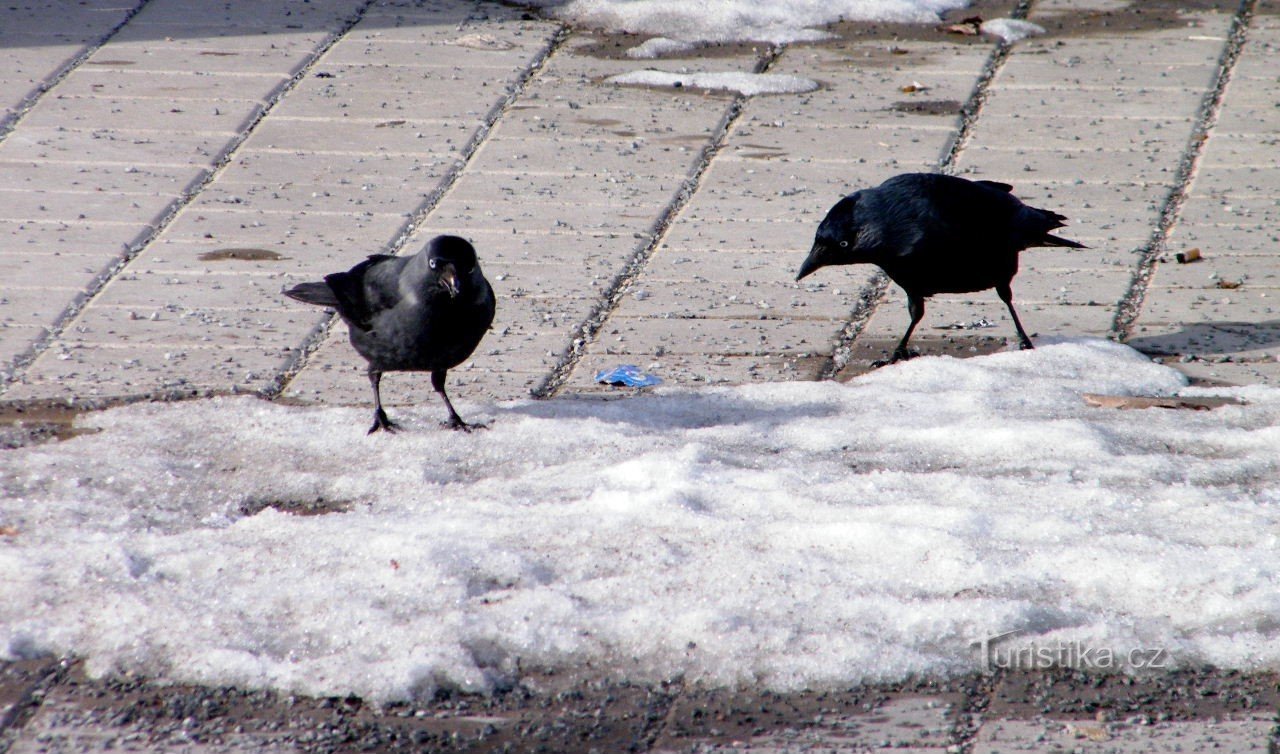 sprøjtede jackdaws