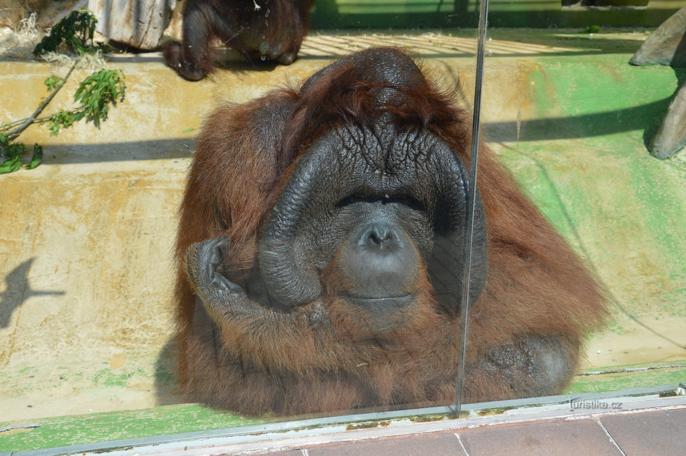 orangutan bornejský