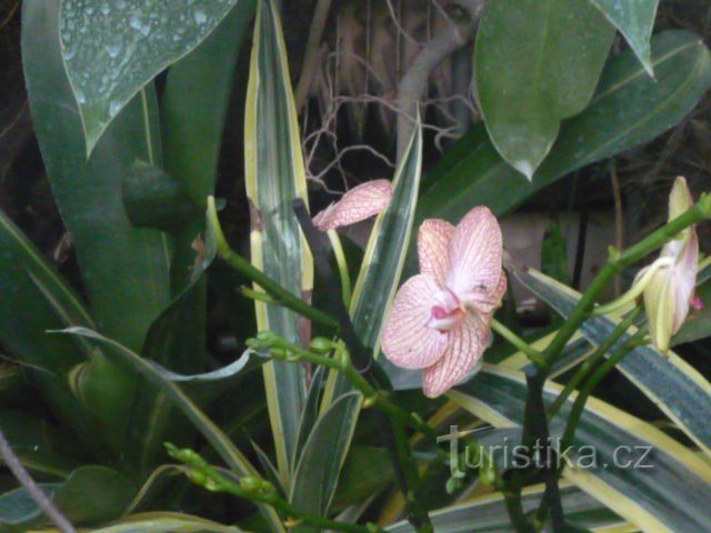 Orkideat palmu kasvihuoneessa
