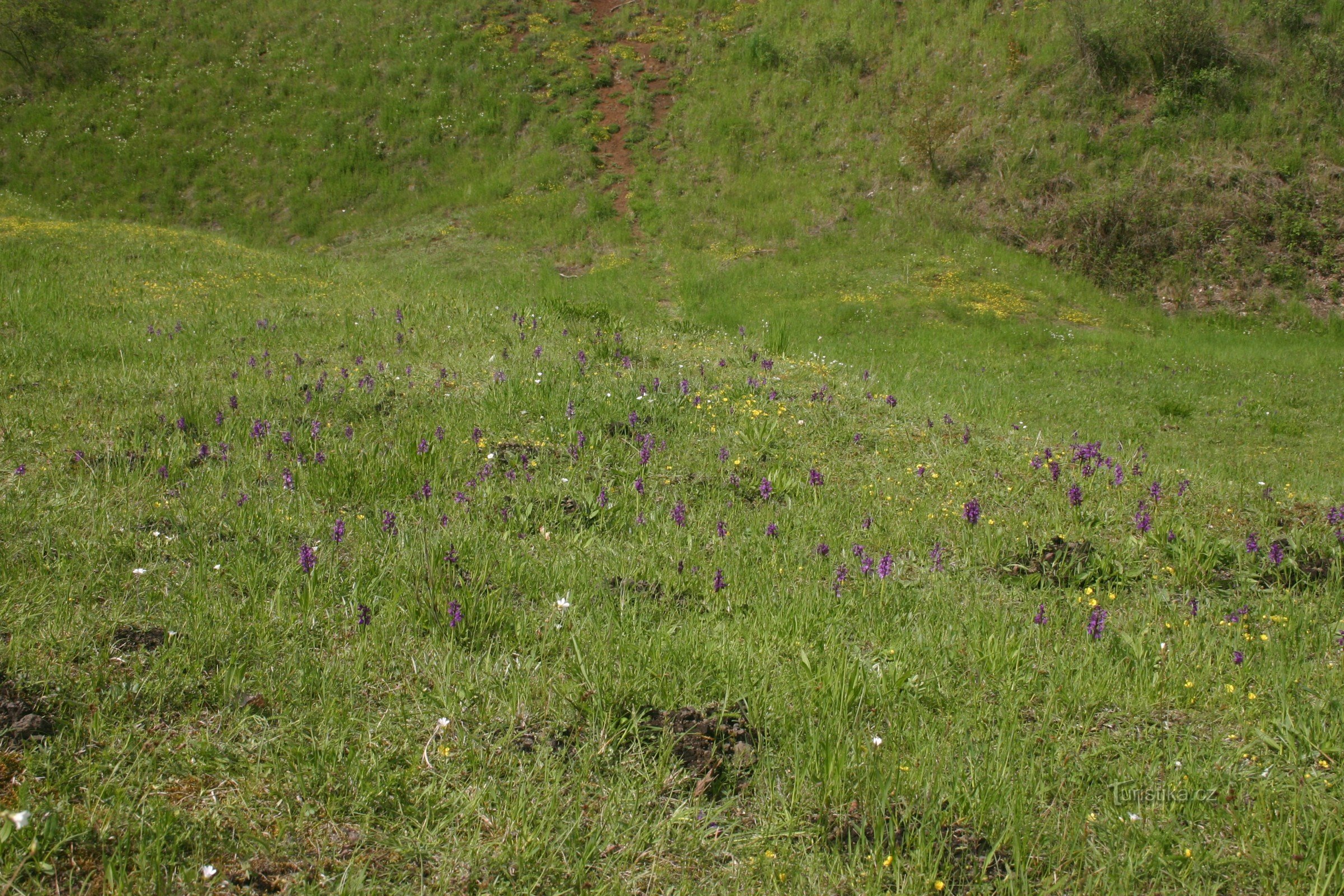 Orchis morio - broedende koekoek op Komorní hůrka bij Cheb - foto J. Brabec