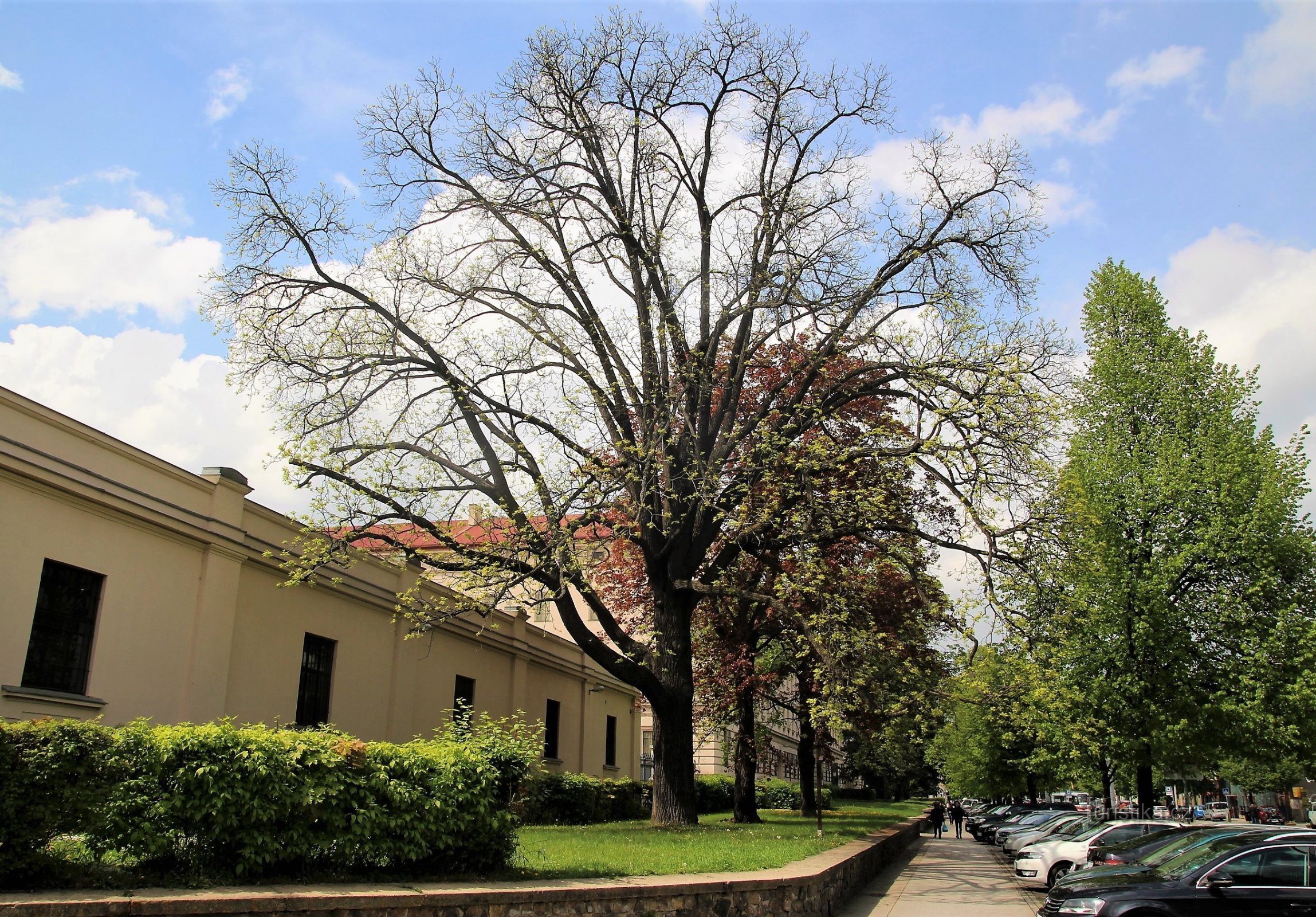 Svart valnötsträd på Štefánikova gata
