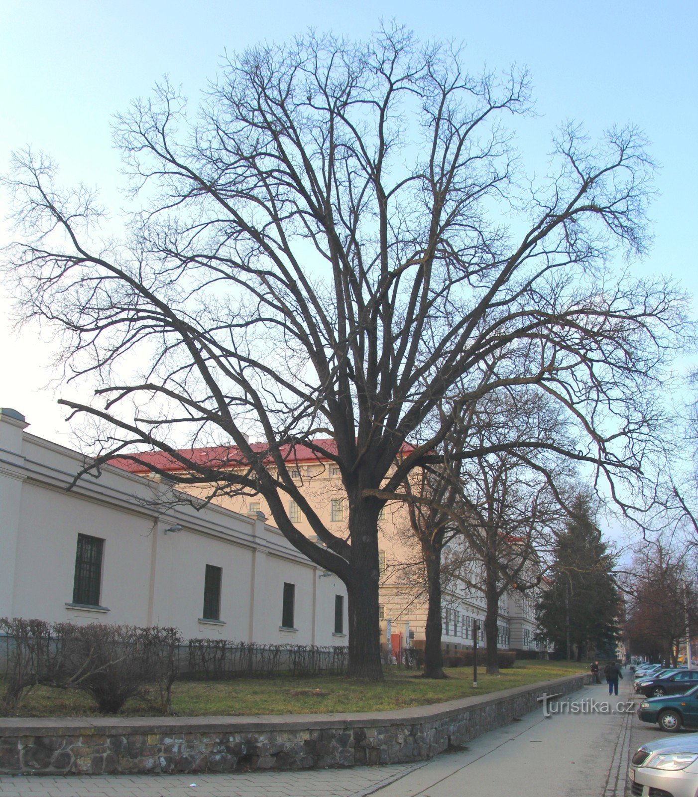Musta pähkinäpuu Štefánikova-kadulla