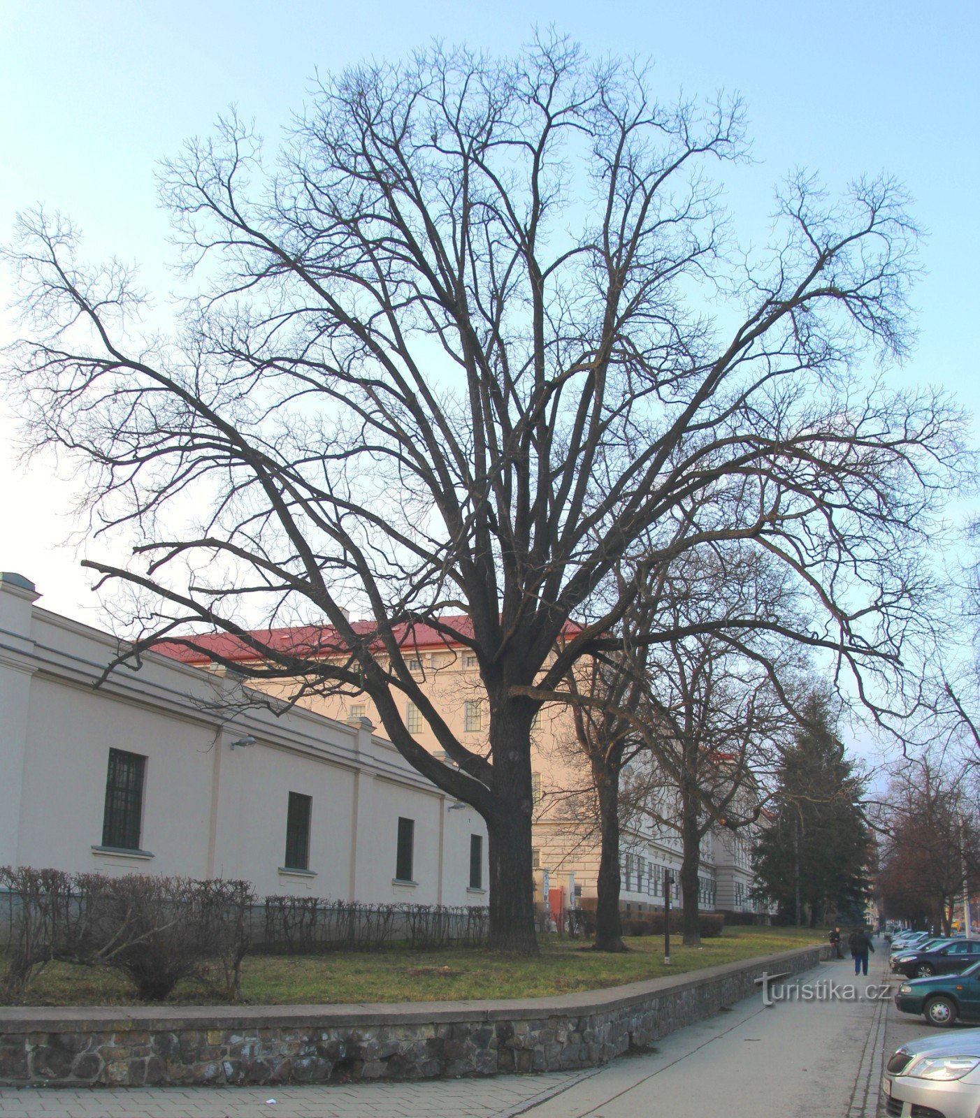 Noyer noir sur la rue Štefánikova