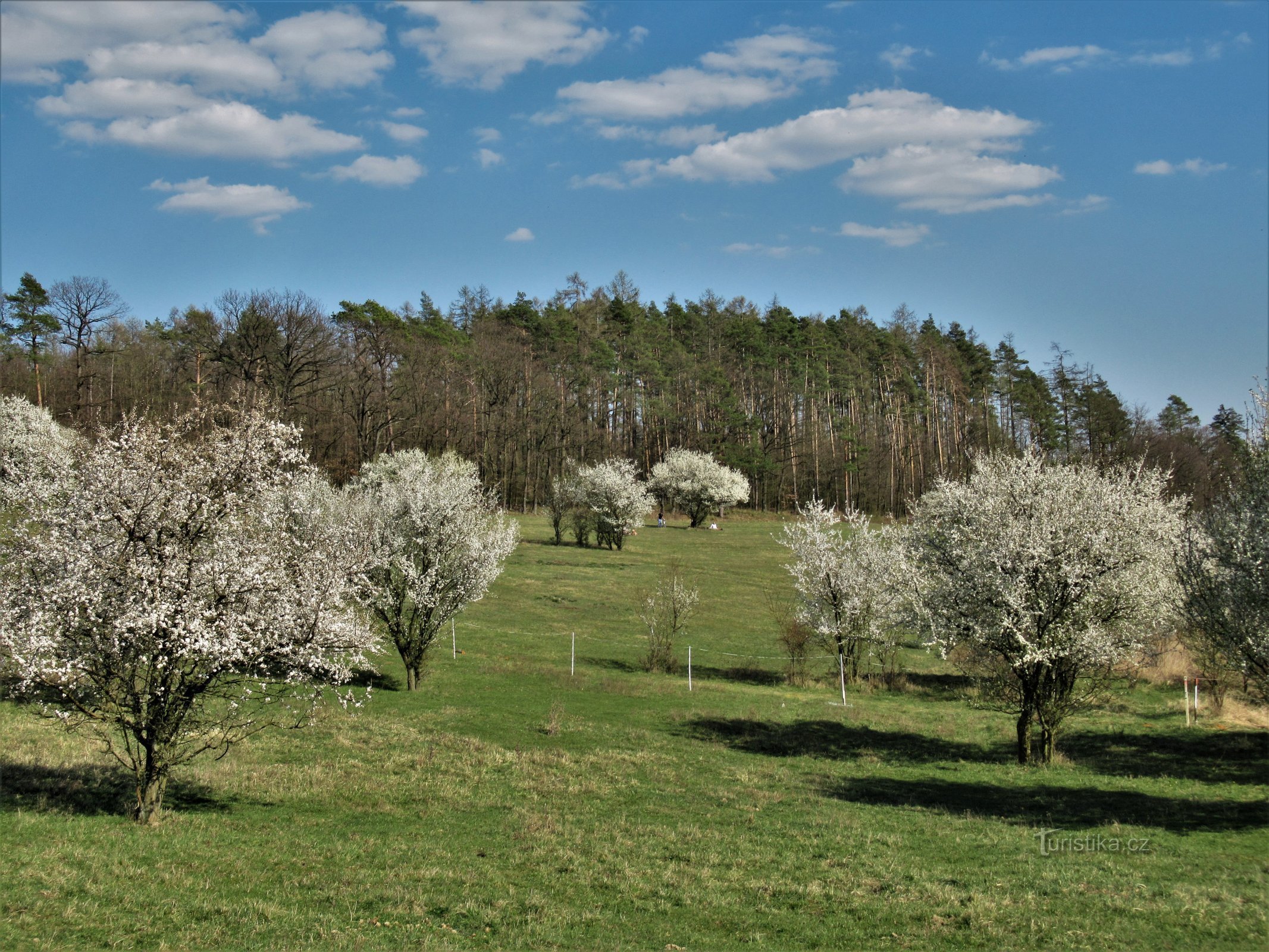 Weiden von Orešín