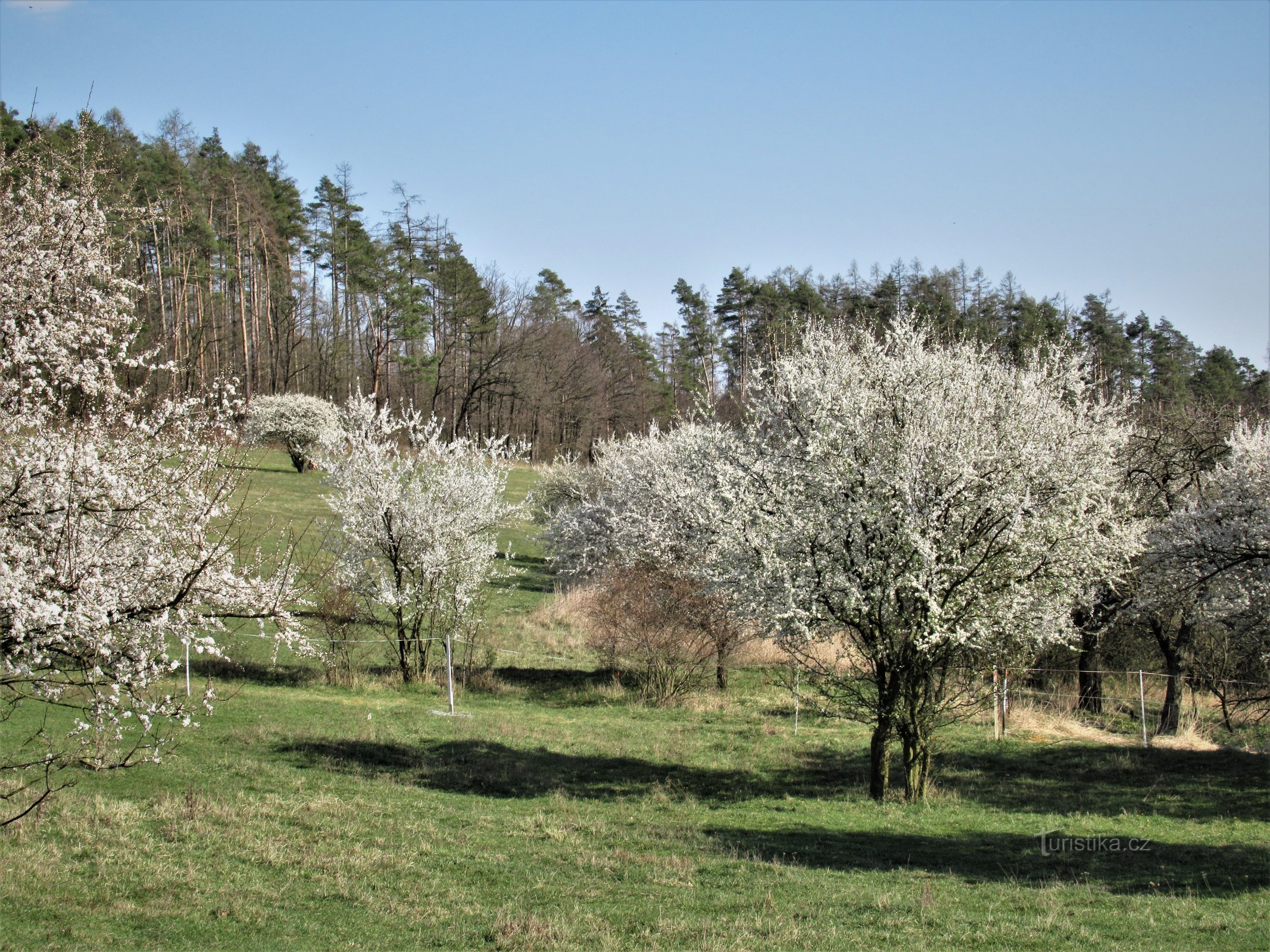 オレシンの牧草地