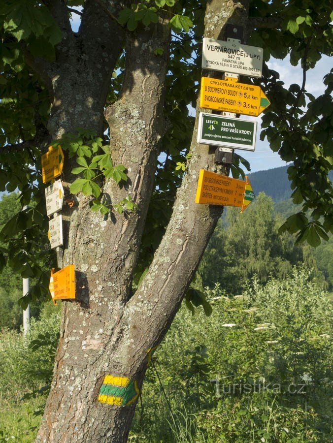 Orientierung an der alten Linde