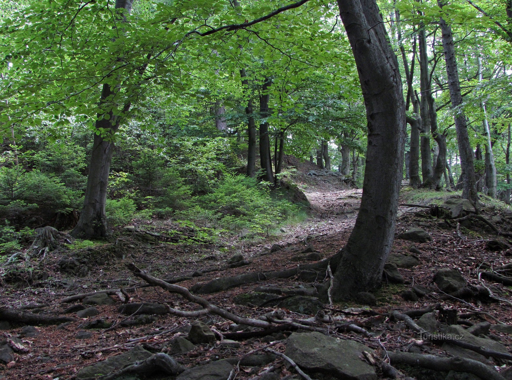 Bezugspunkt am Waldweg unterhalb des Klenova-Gipfels