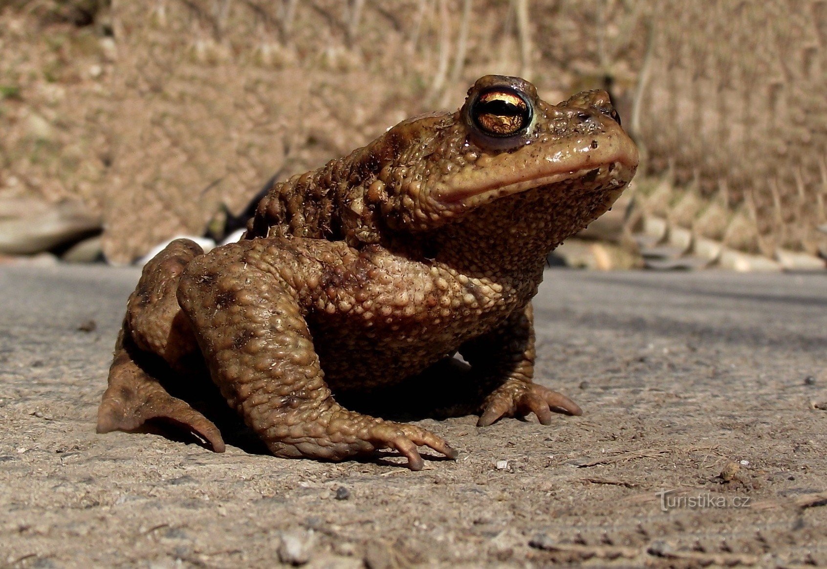 rana valacca originale