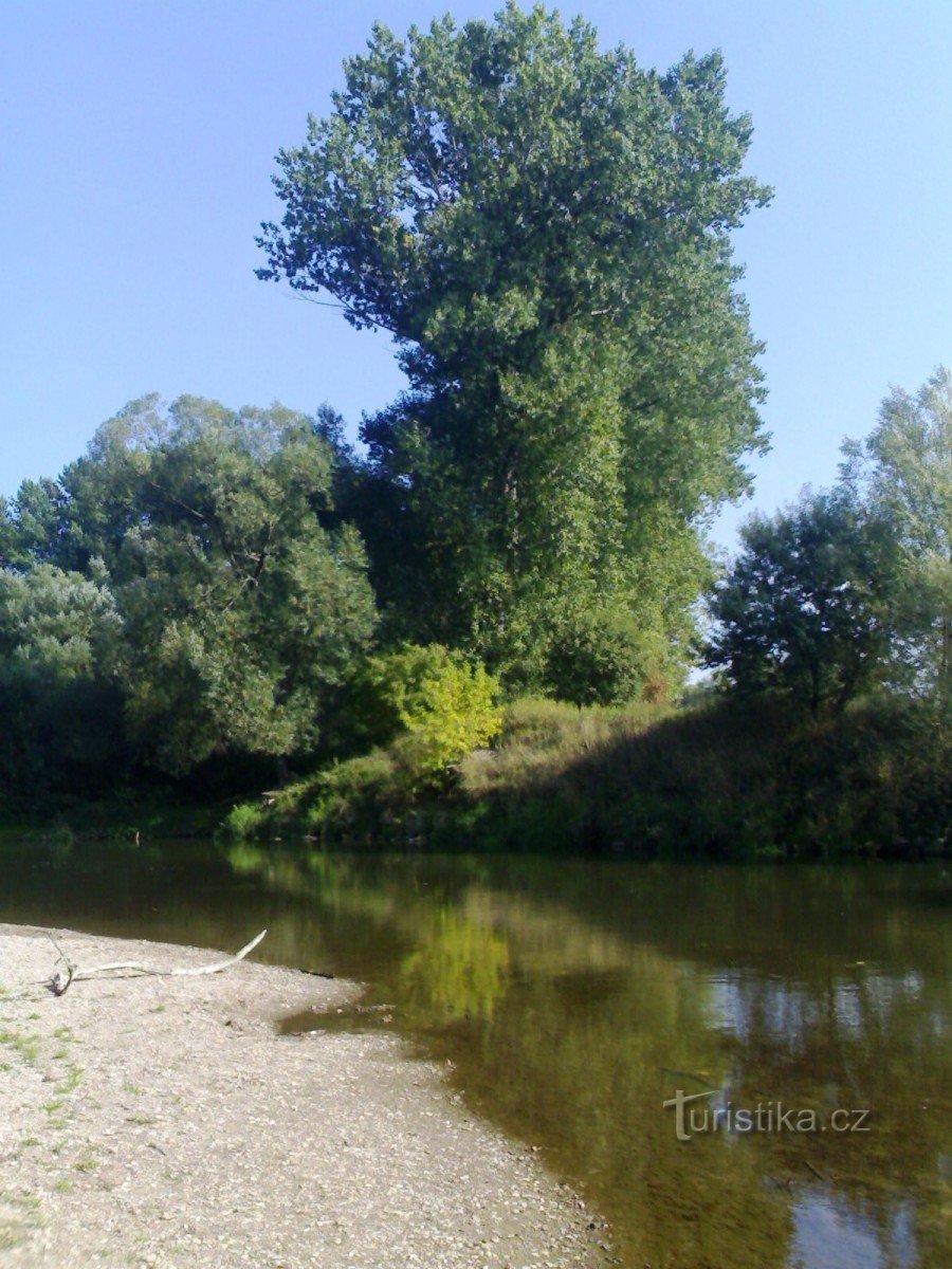 Orlice nära Krňovice