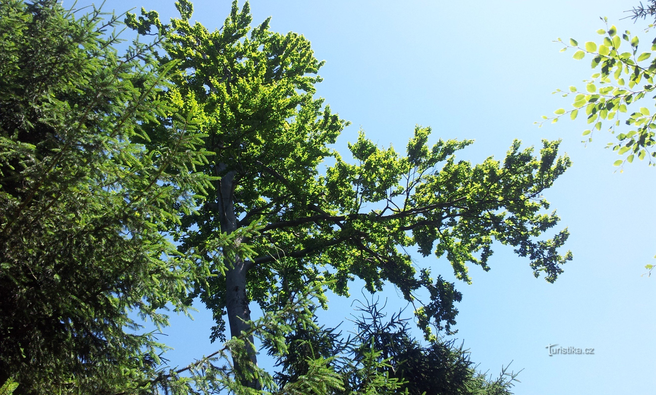 Adlergebirge - Natur