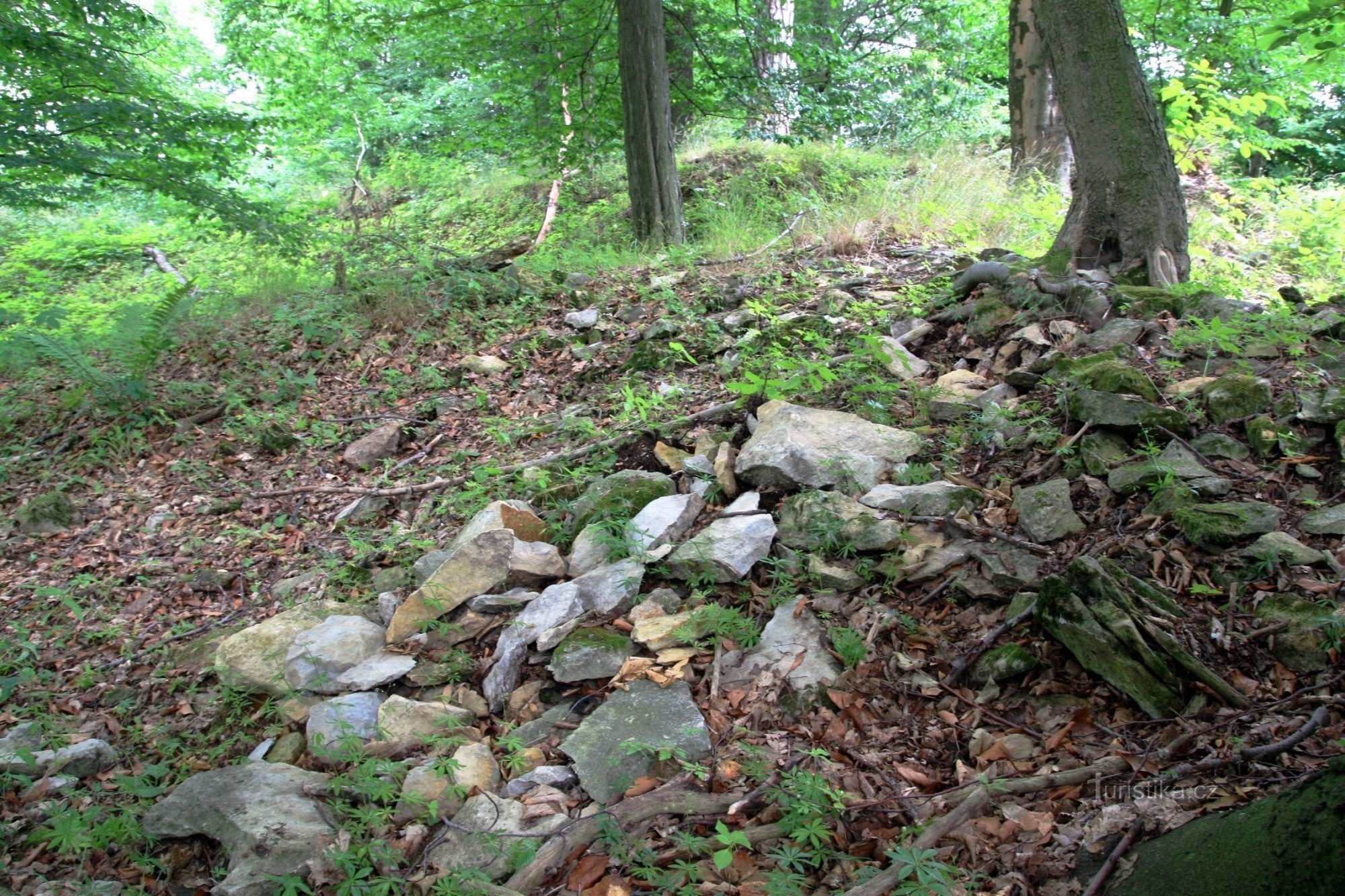 Orlík - zarośnięte zbutwiałe pozostałości murów fundamentowych