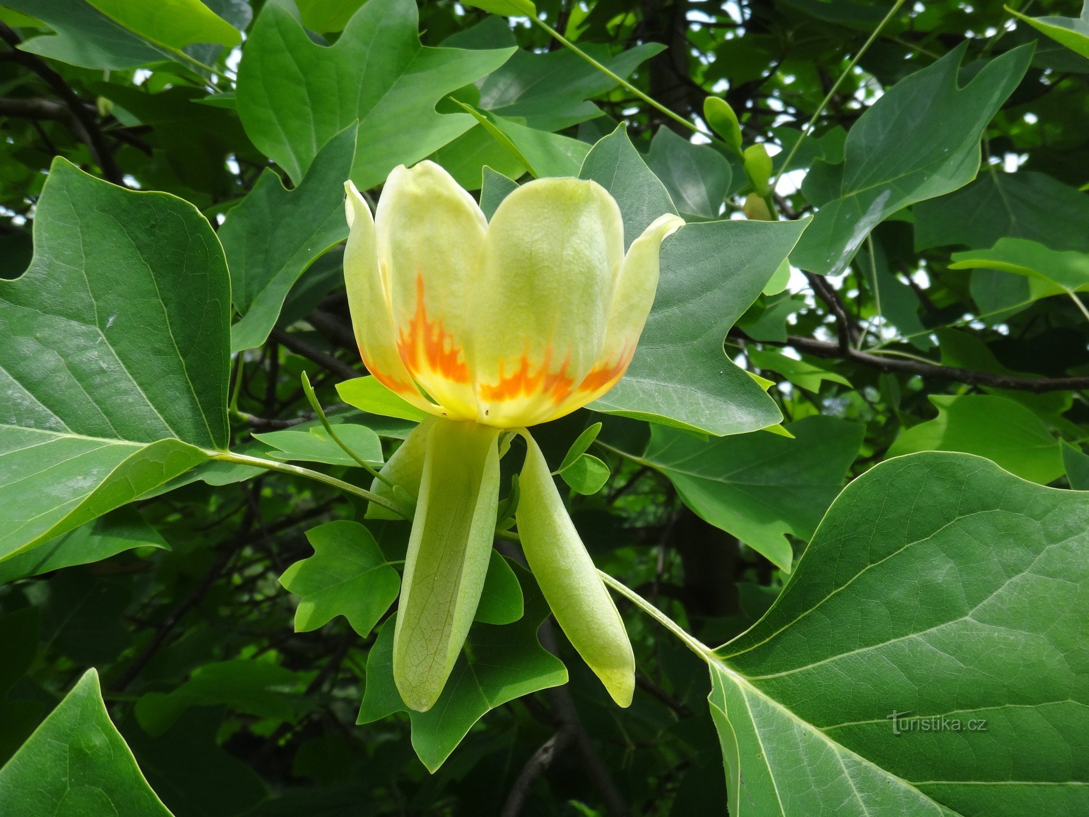 Flor do parque Orlová de lírio com flor de tulipa