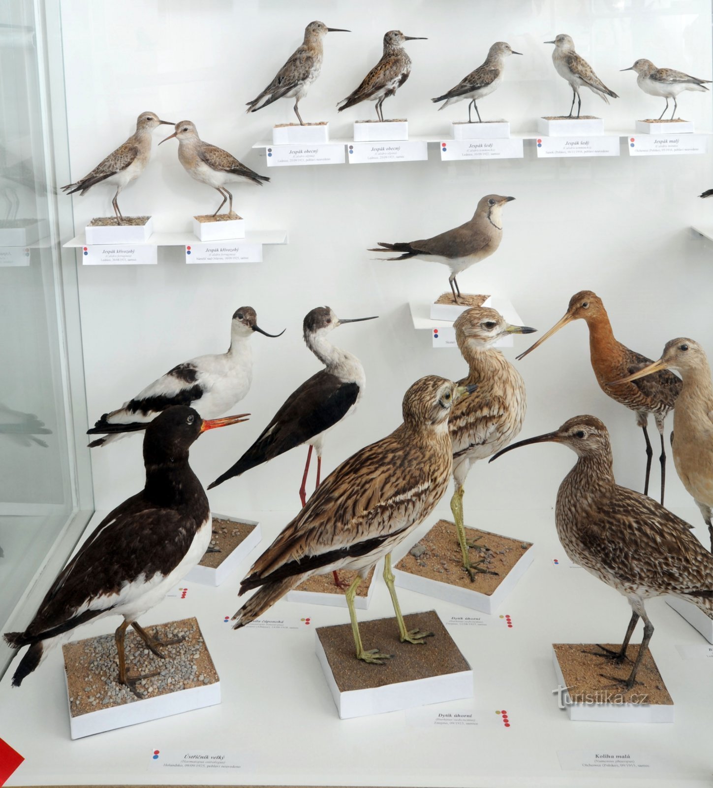 Ornitologická sbírka obsahující zástupce 255 ptačích druhů