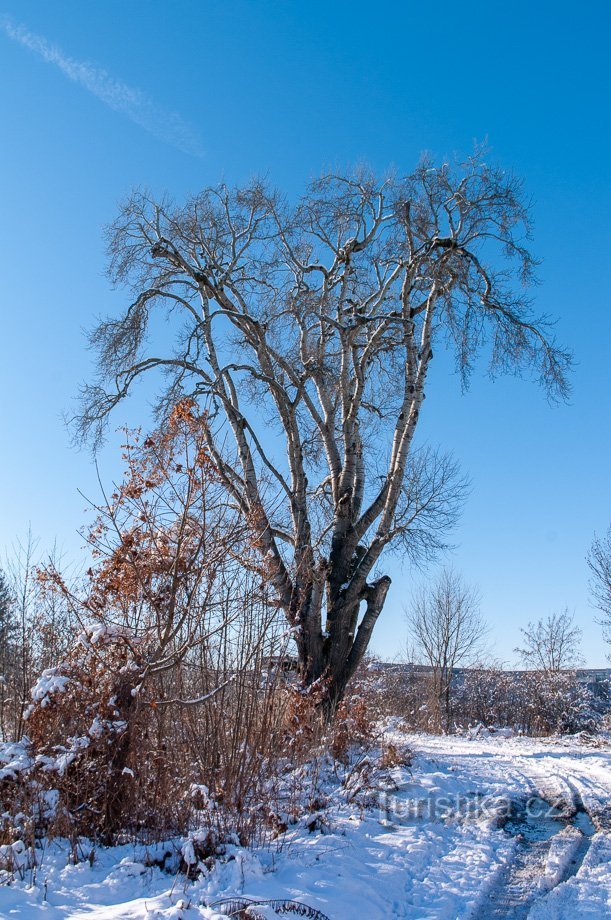 A lonely aspen by the Bratrušovského stream