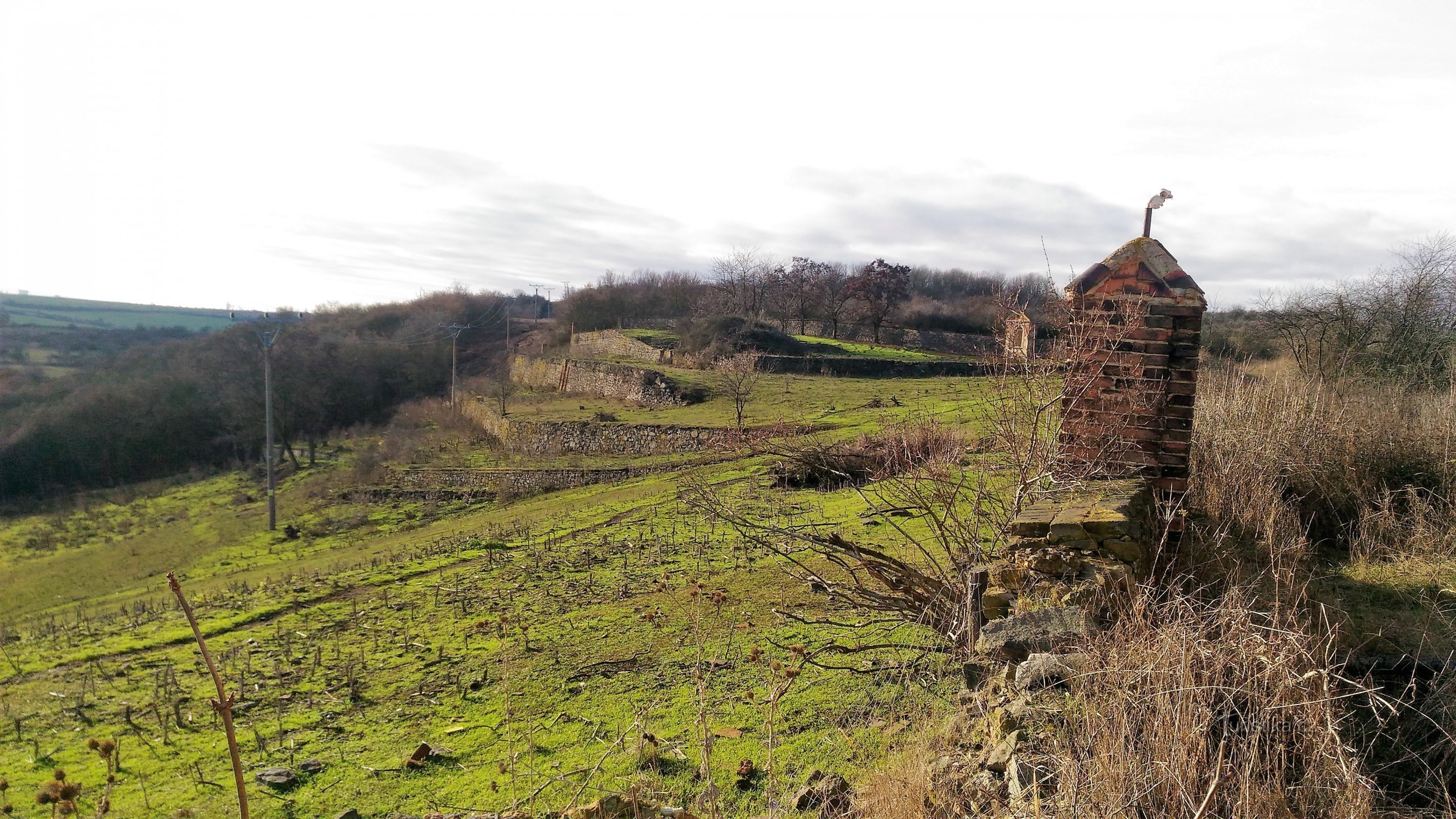 Vignoble d'Osecka