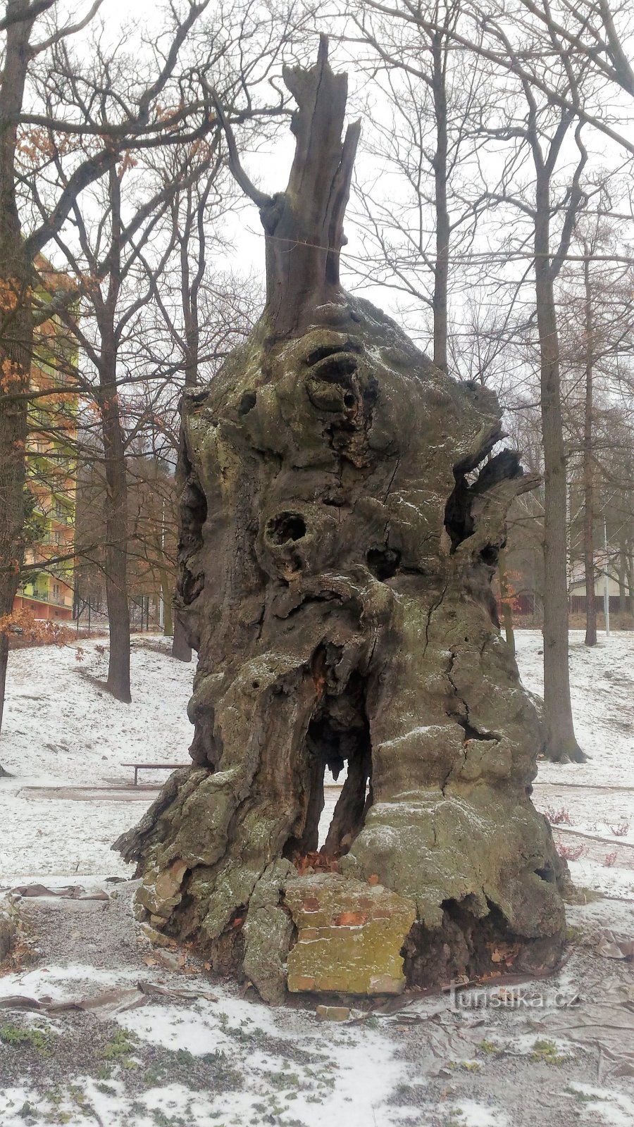 Ossetian oak.