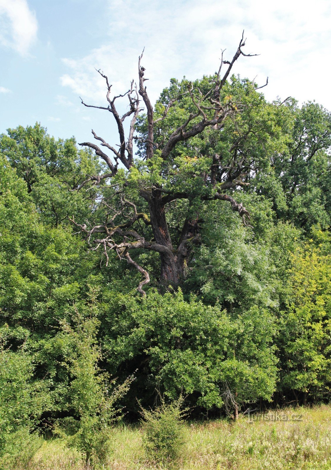 Oskovec - přírodní rezervace