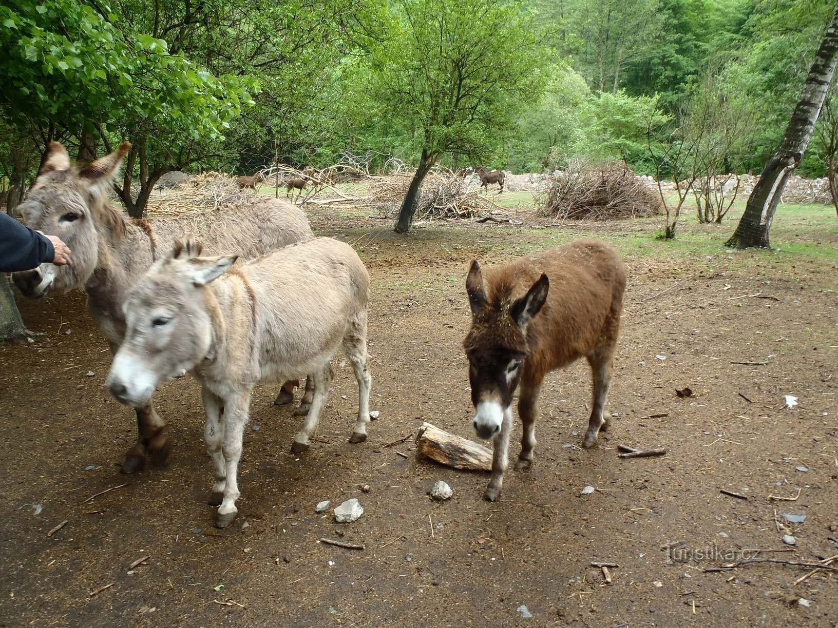 Donkey farm - 12.5.2012