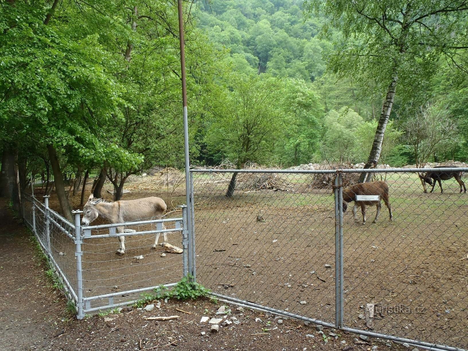 Fazenda de burros - 12.5.2012