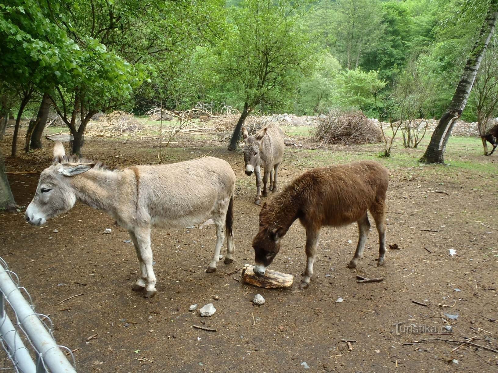 Fazenda de burros - 12.5.2012