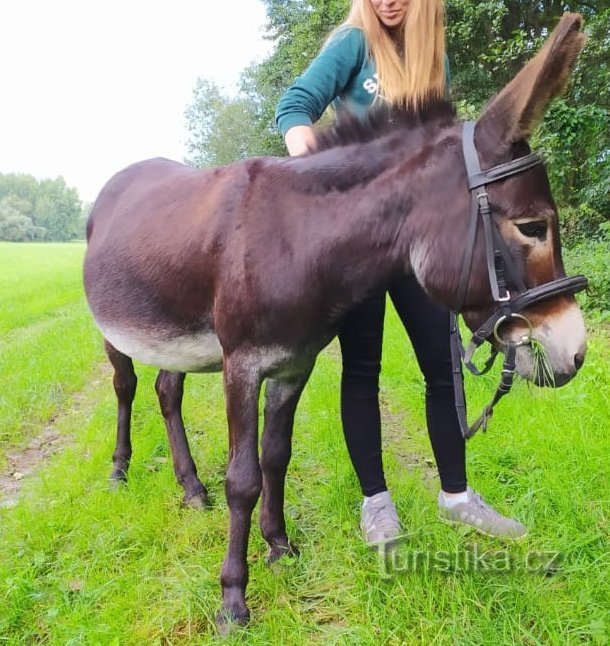 Oslí trek - půjčovna oslíků