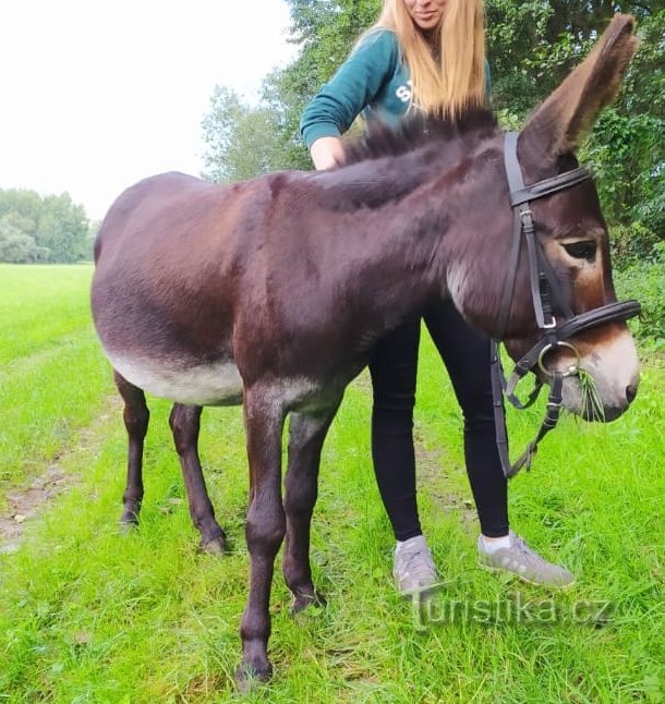 Oslí trek - půjčovna oslíků