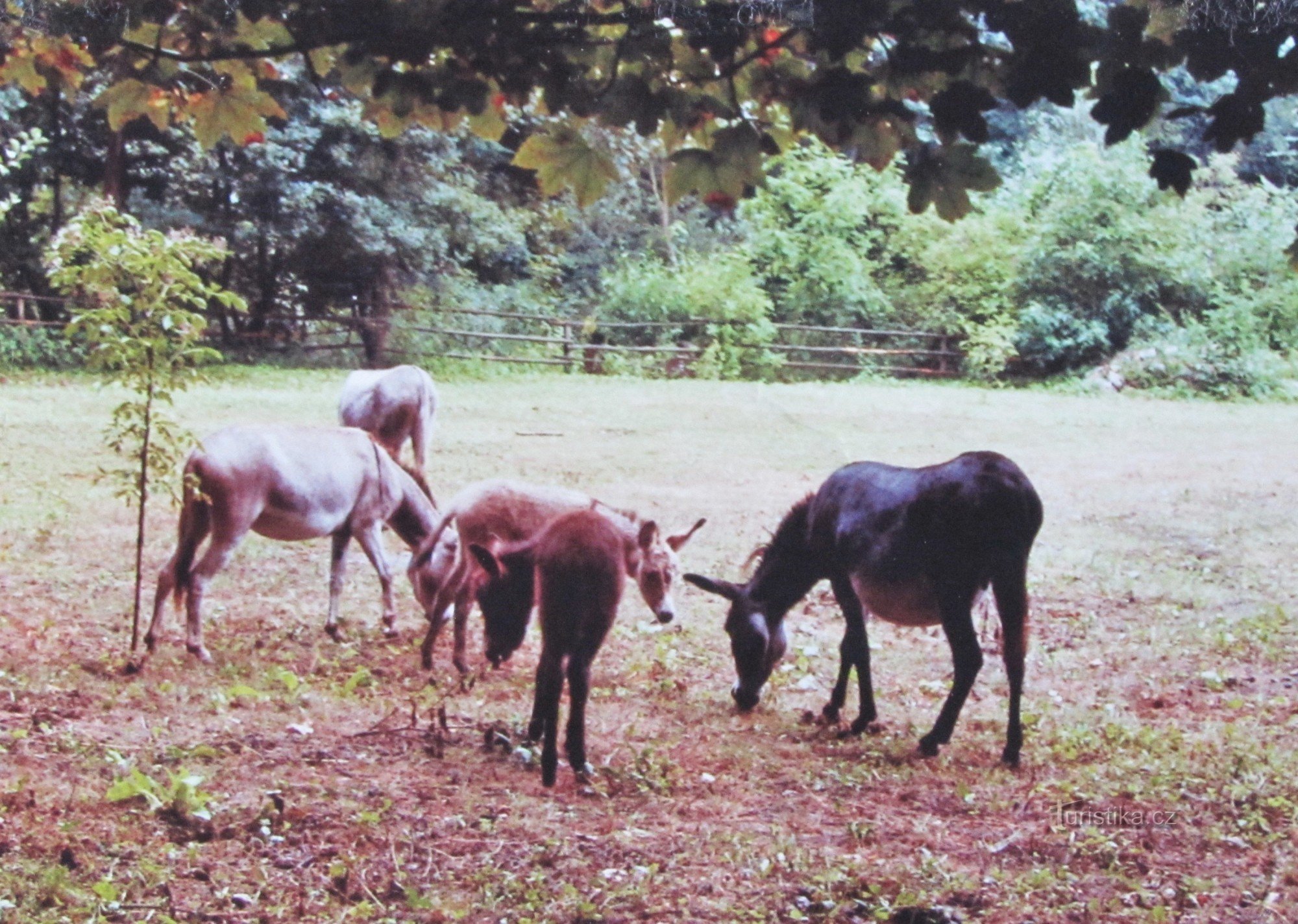 burros detrás de Adamov