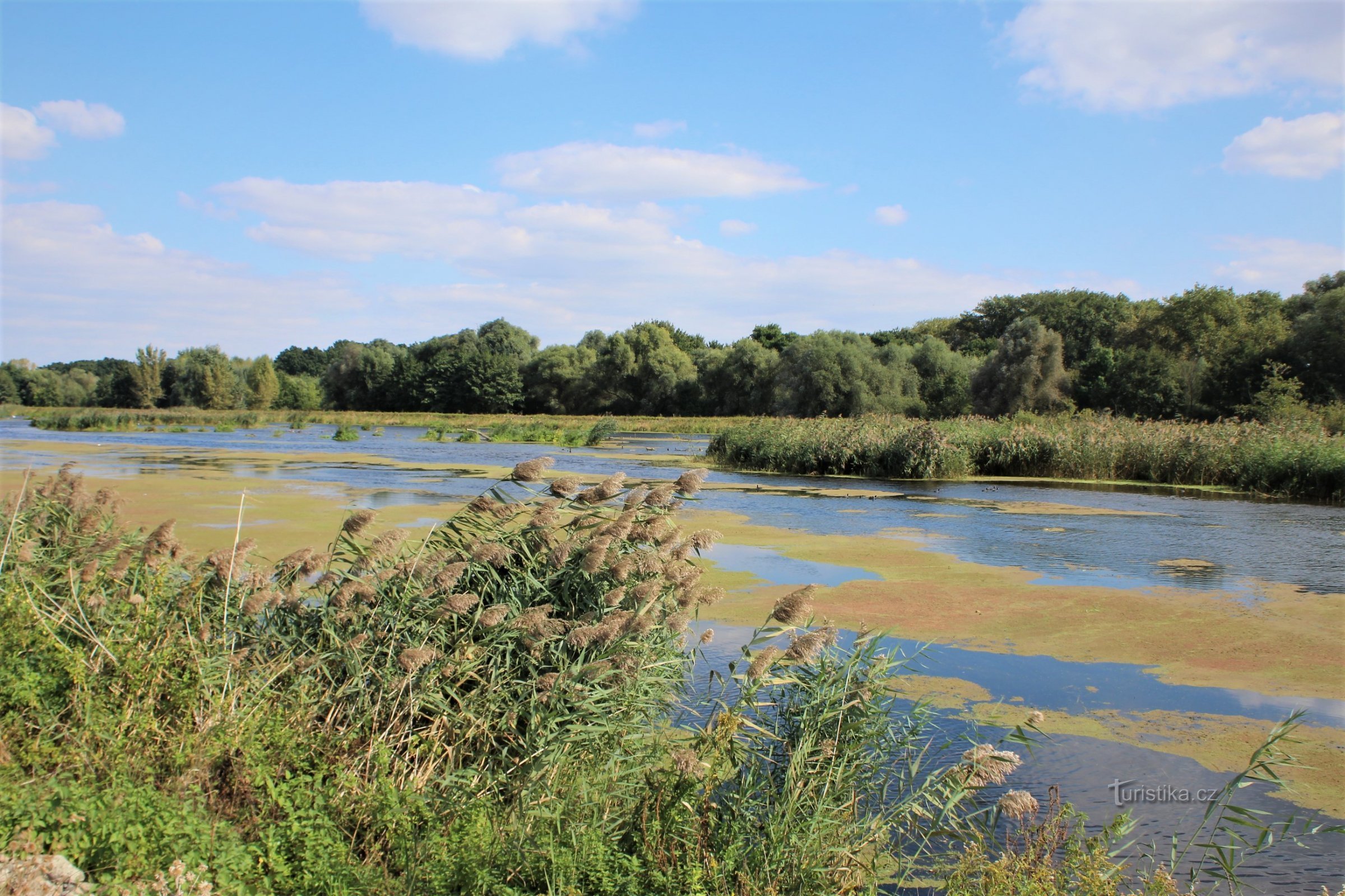 Pequeñas islas en el río Dyja debajo de Drholec