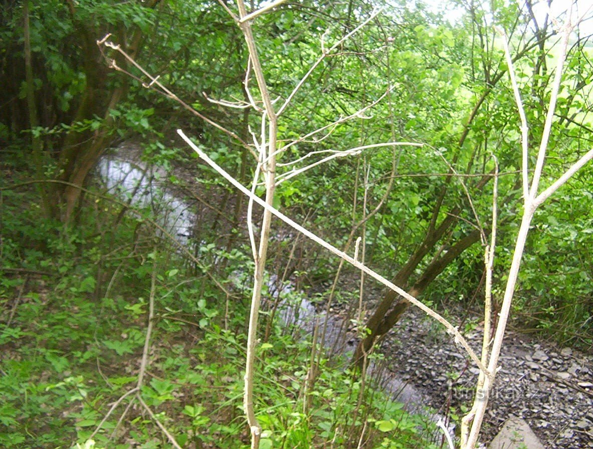 Otěhřiby - Bach an der Nordseite der Burg - Foto: Ulrych Mir.