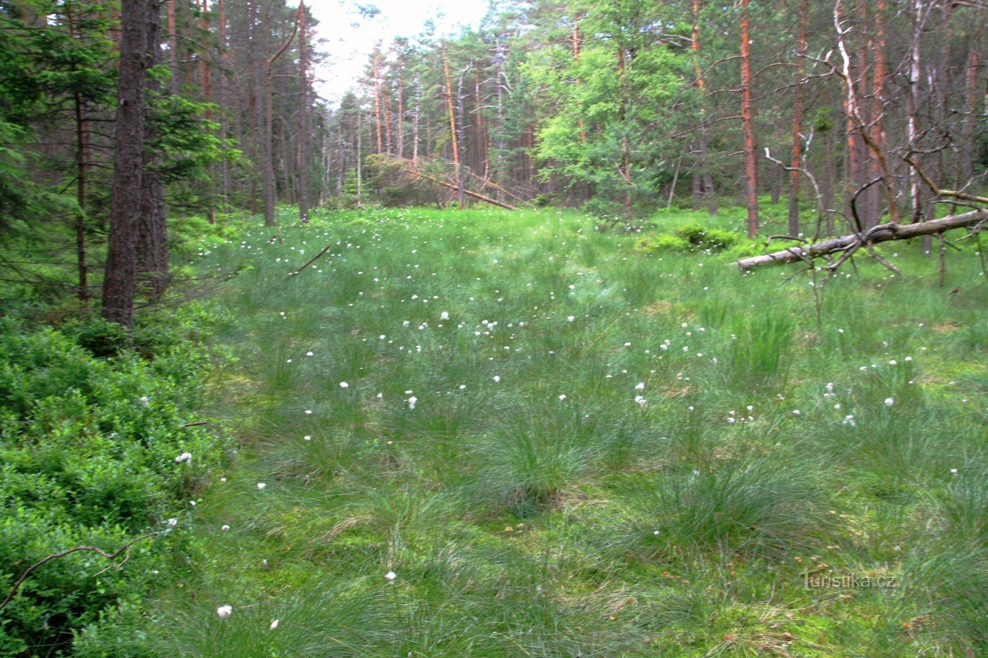 An open part of the peatland with dry heather