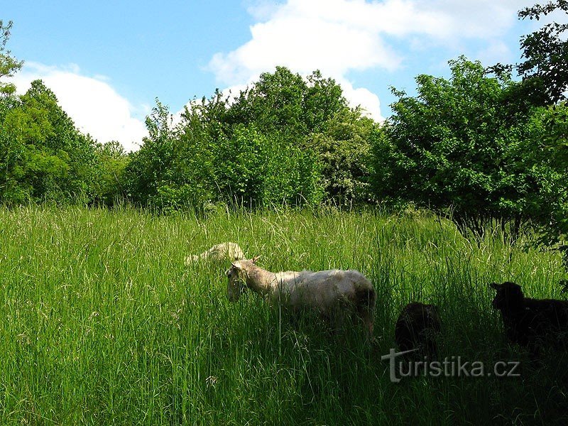 Schapen in Rochus Park