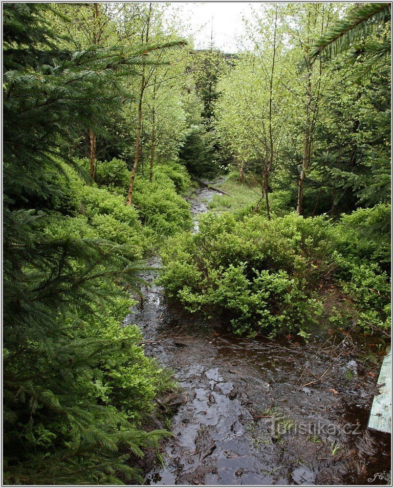 Schafschlucht, Spur nach dem Regen