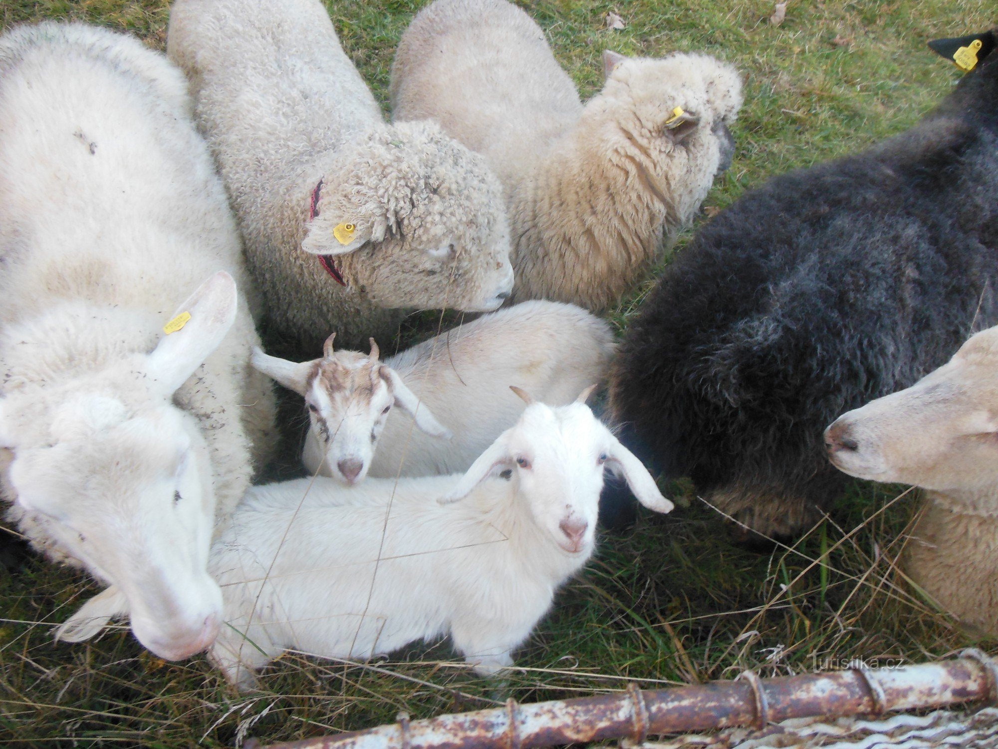 绵羊、山羊和狗主要是孩子们看的。 他们的主人对他们进行了培训，并且