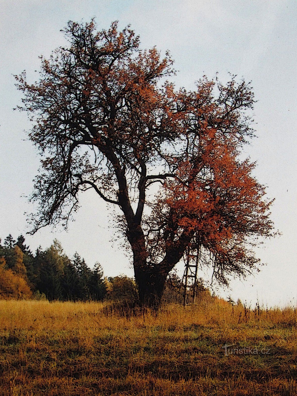 Obst-Solitär auf der Wiese unter den Felsen